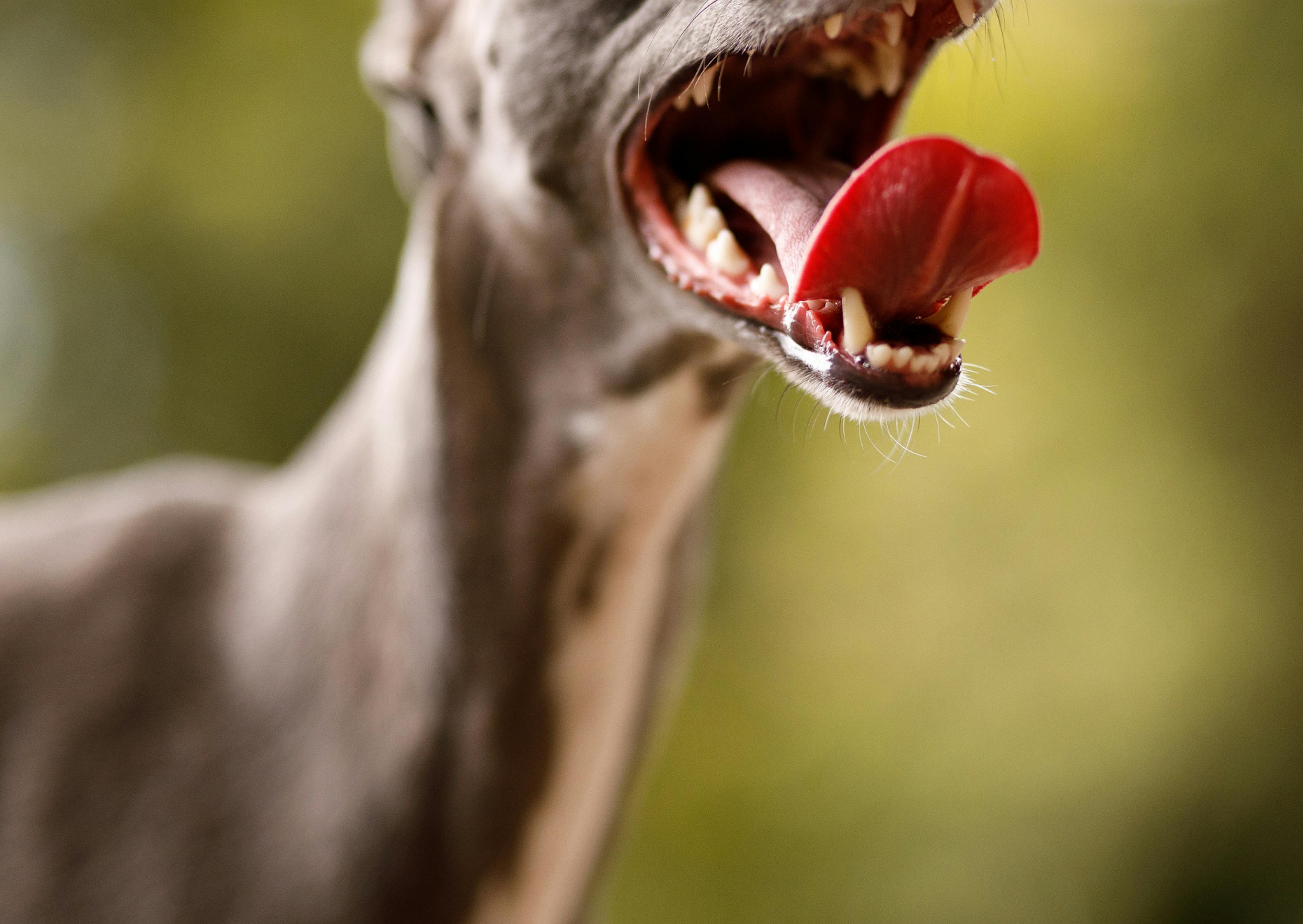 whippet qui ouvre la gueule et tire la langue