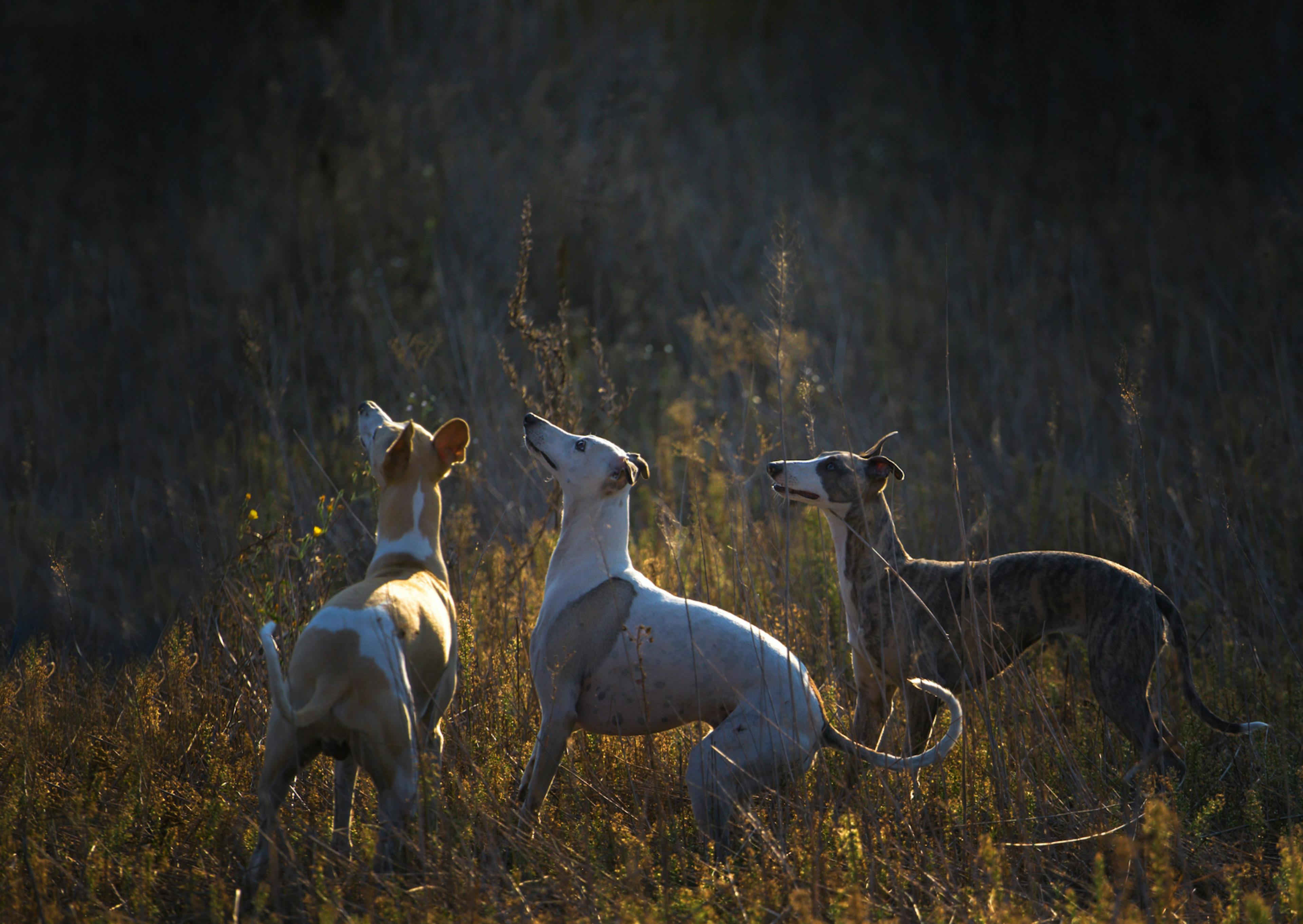 trois whippet qui regarde vers le haut dans la nature