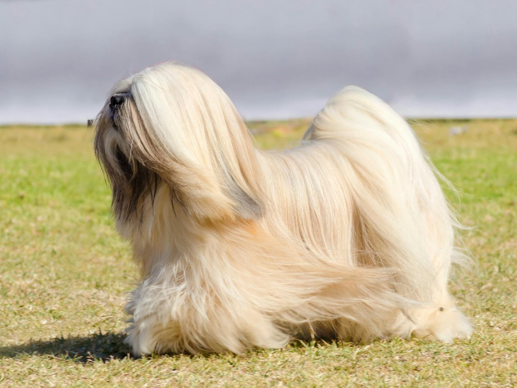 Lhassa Apso