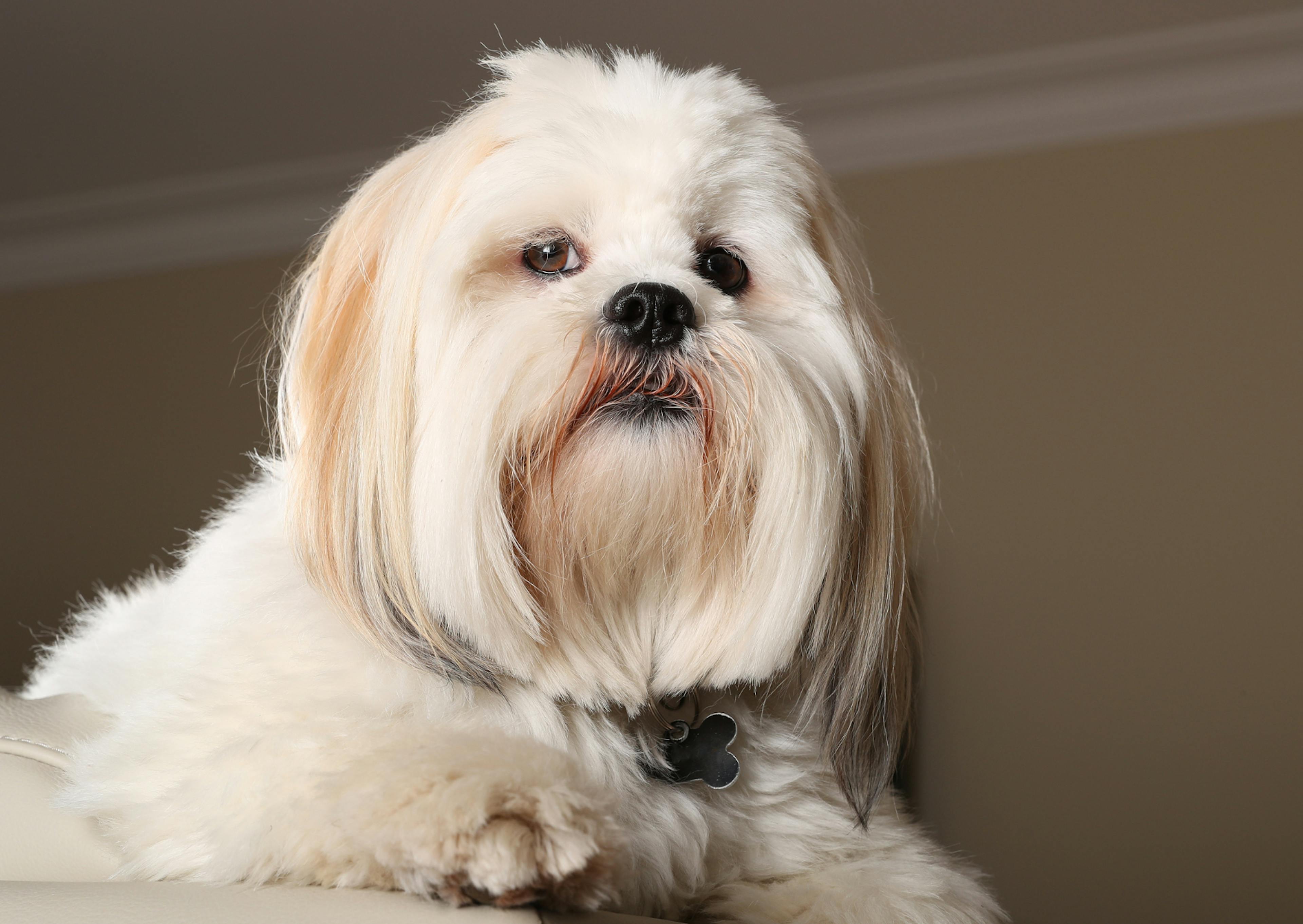 Lhassa Apso couché qui regarde au loin