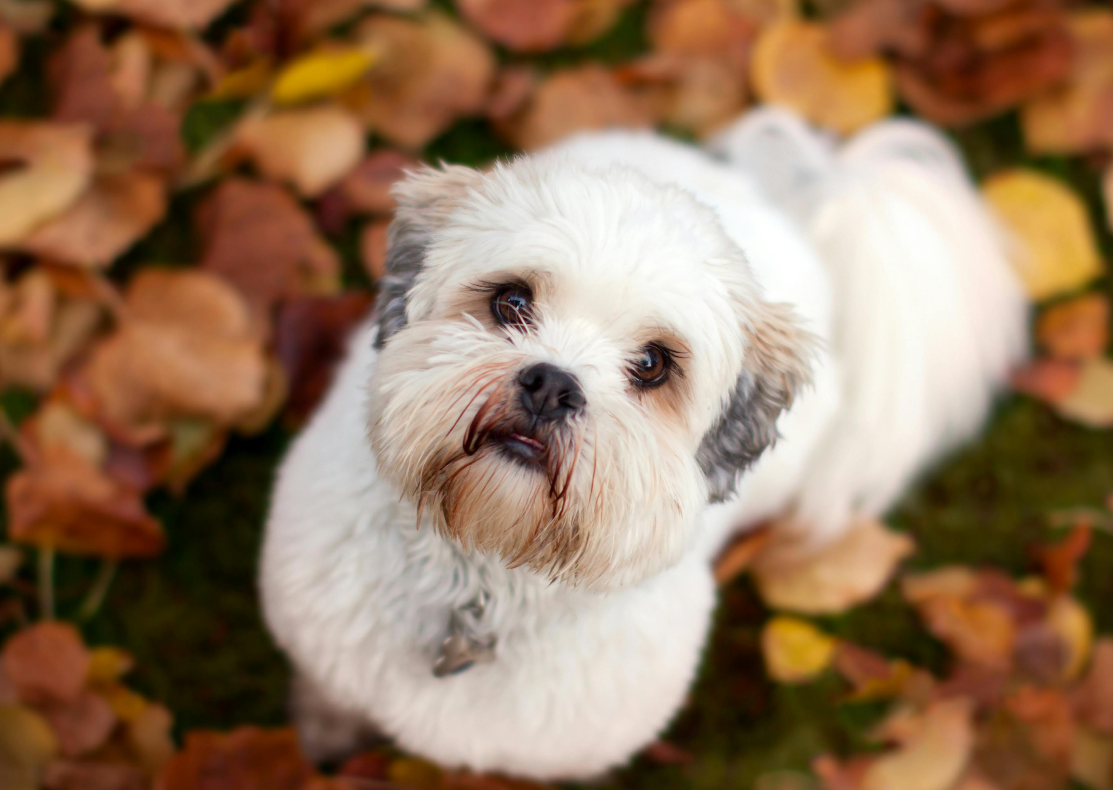 Lhassa Apso assis qui regarde vers le haut et est coupé court