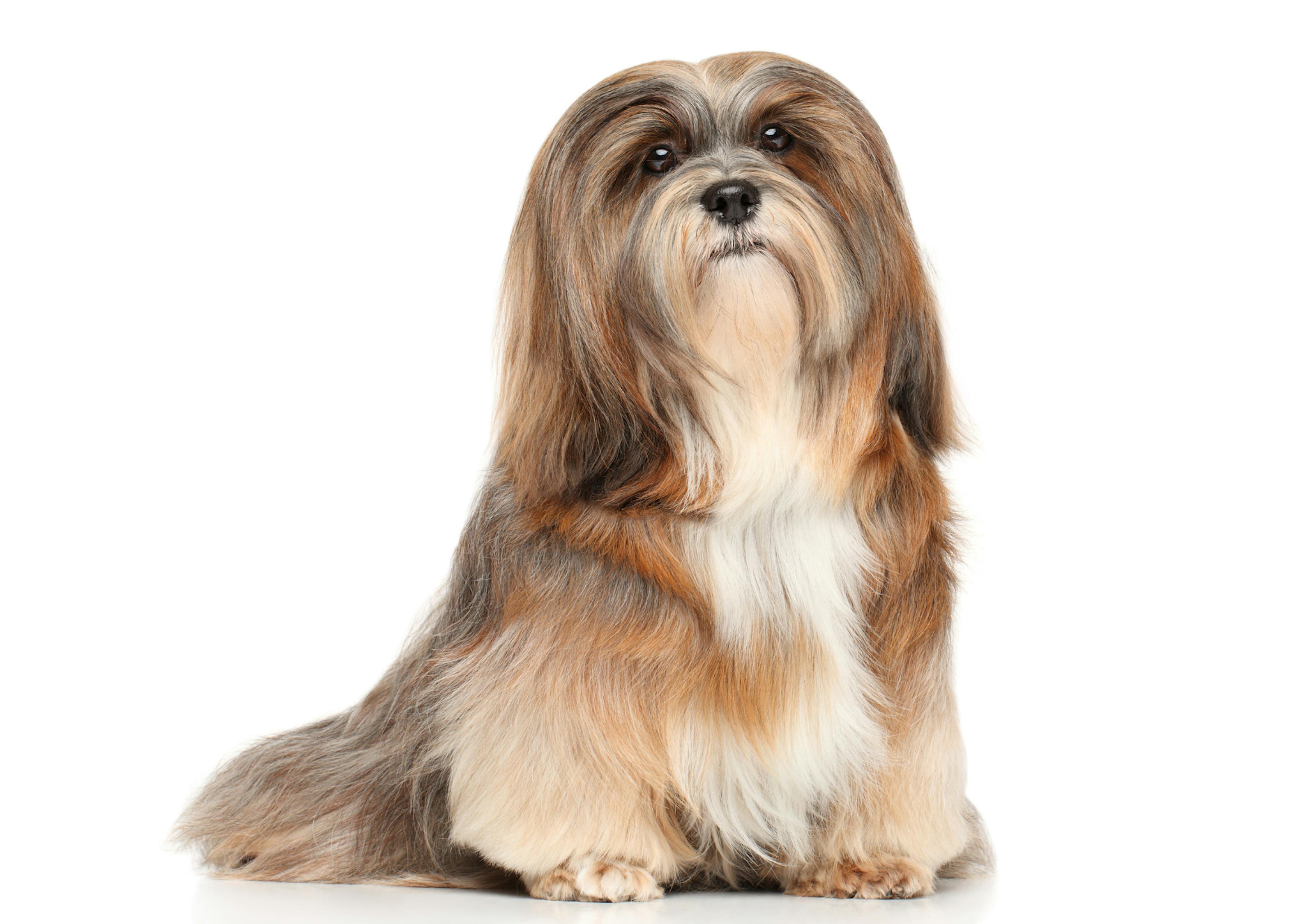 Lhassa Apso assis et est attentif