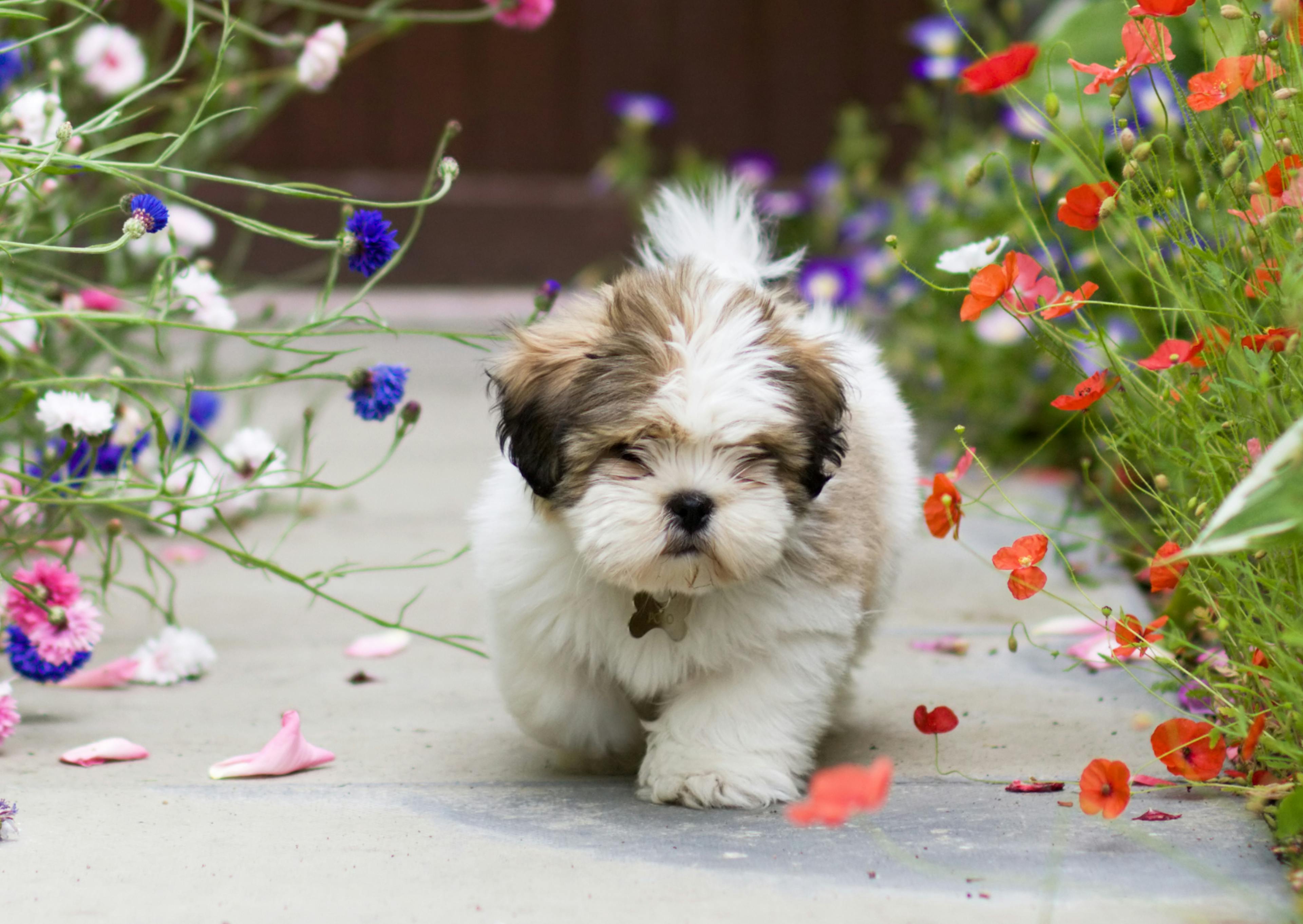 Lhassa Apso chiot qui marche entouré de fleurs