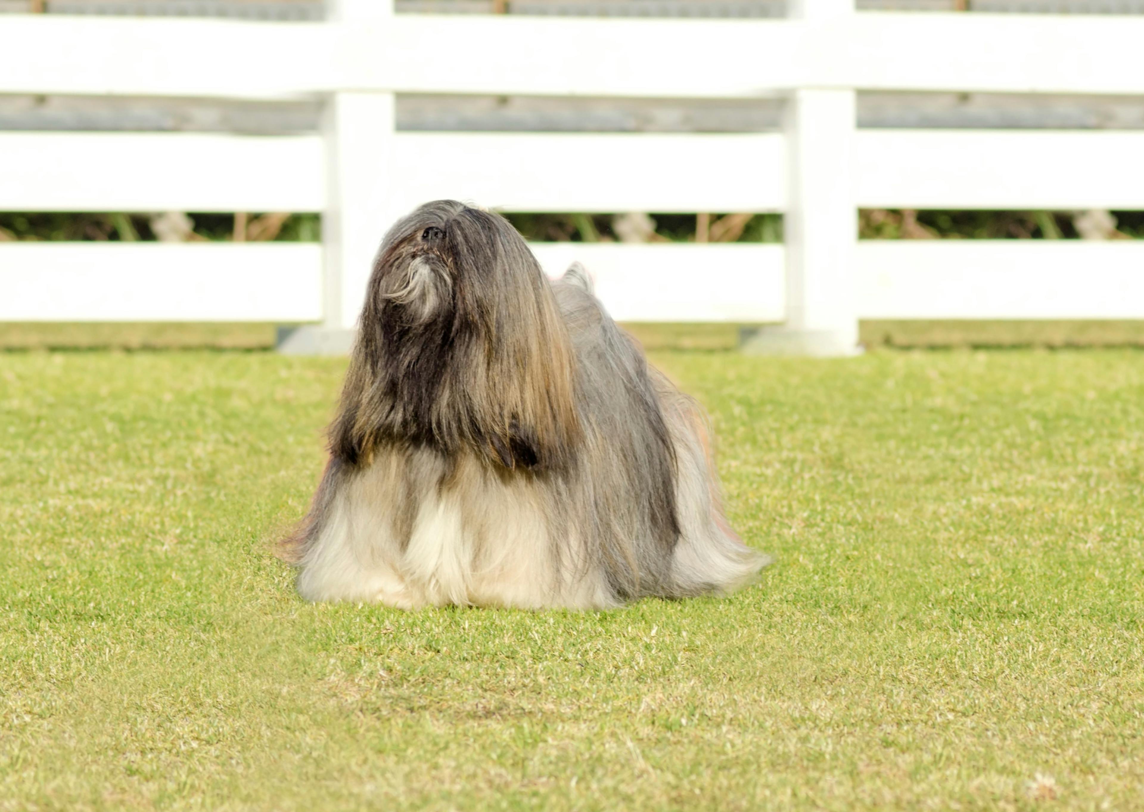 Lhassa Apso dans l'herbe debout