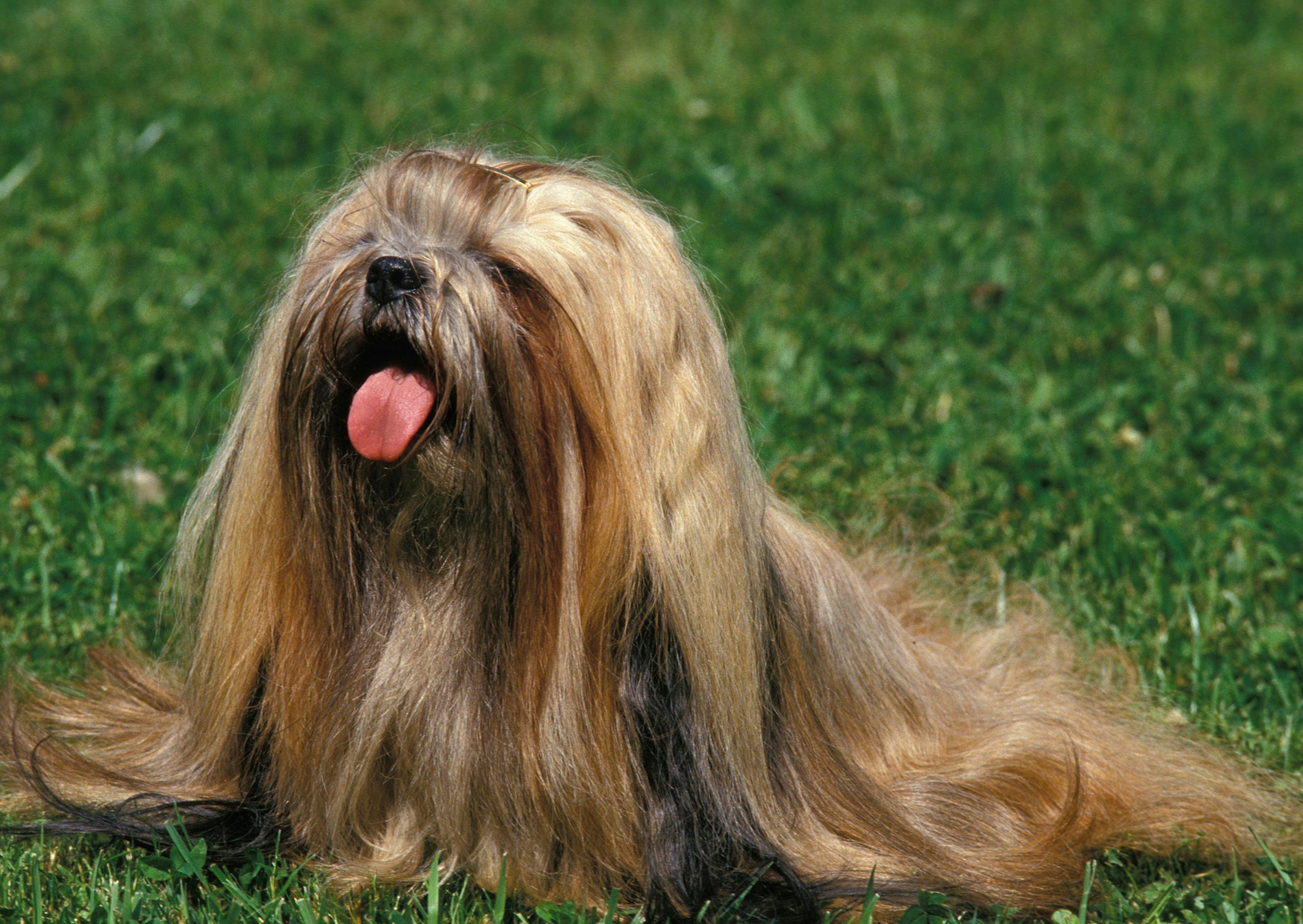 Lhassa Apso assis dans l'herbe