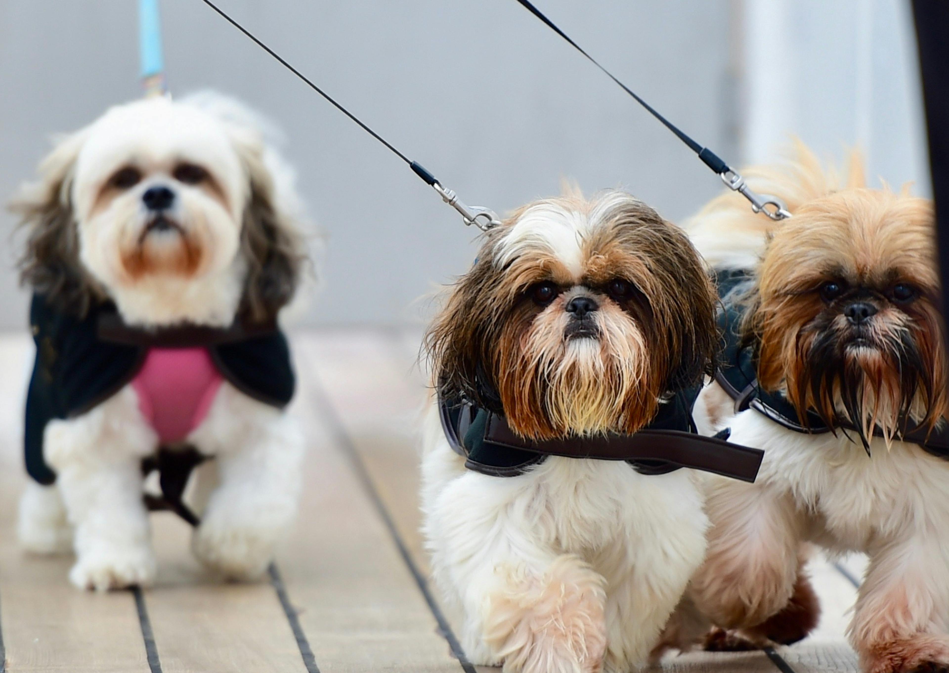 3 Lhassa Apso en laisse qui marchent dans la même direction