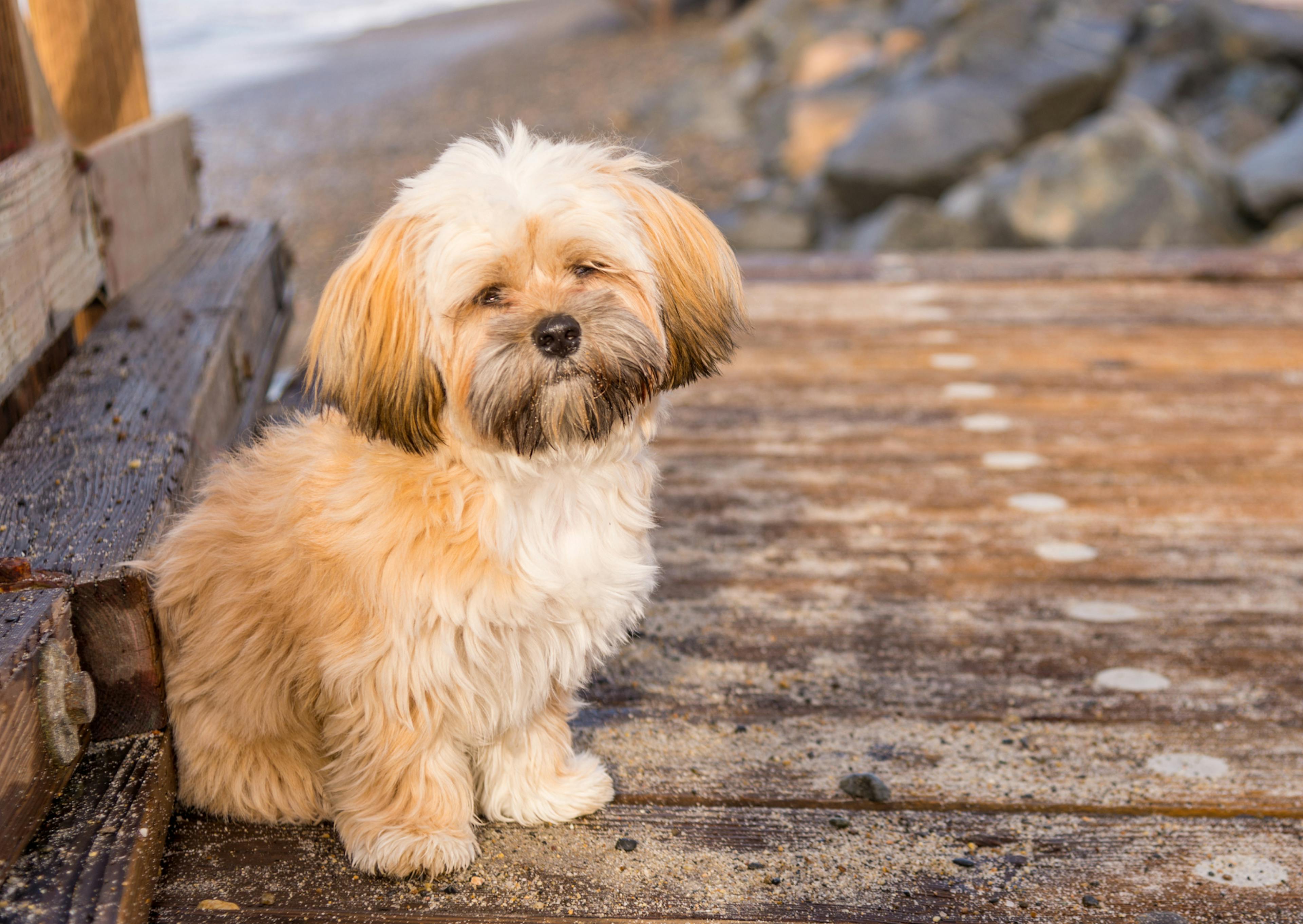 Lhassa Apso assis sur la route