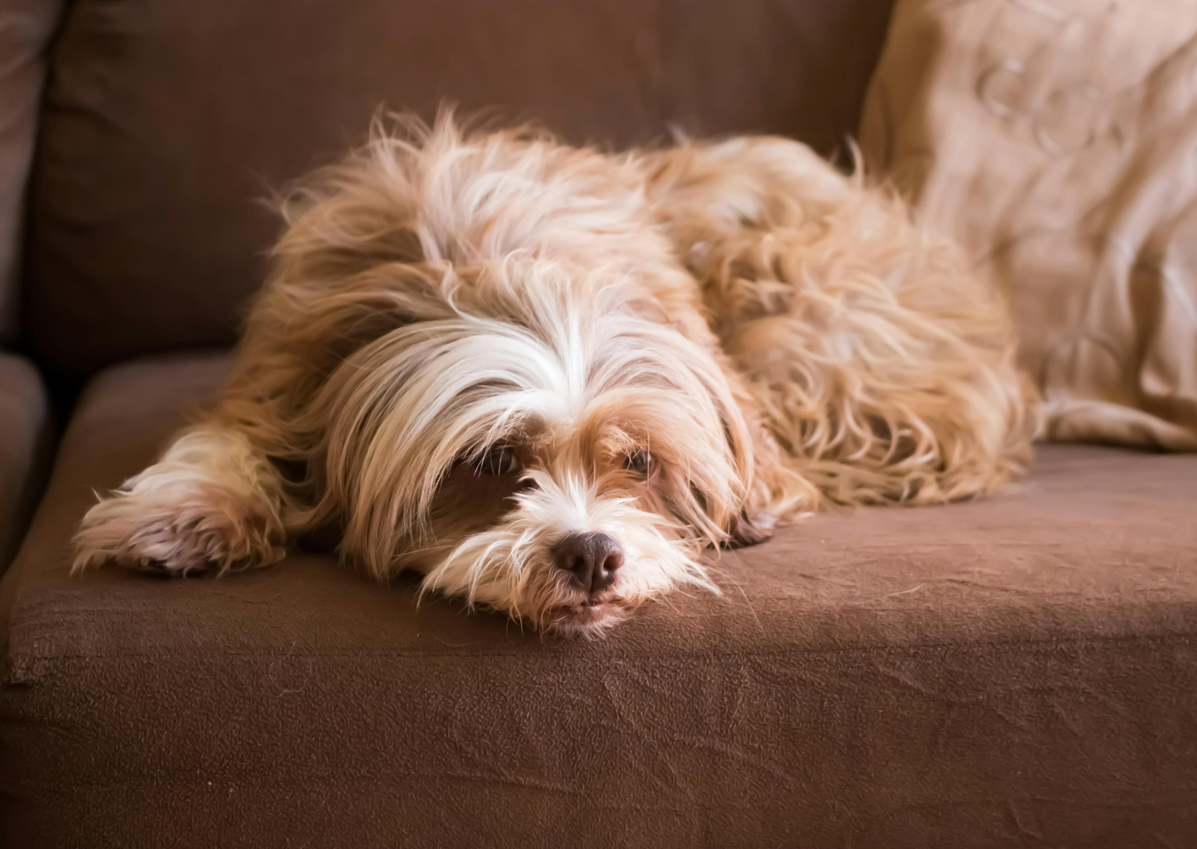 Lhassa Apso couché sur un canapé marron