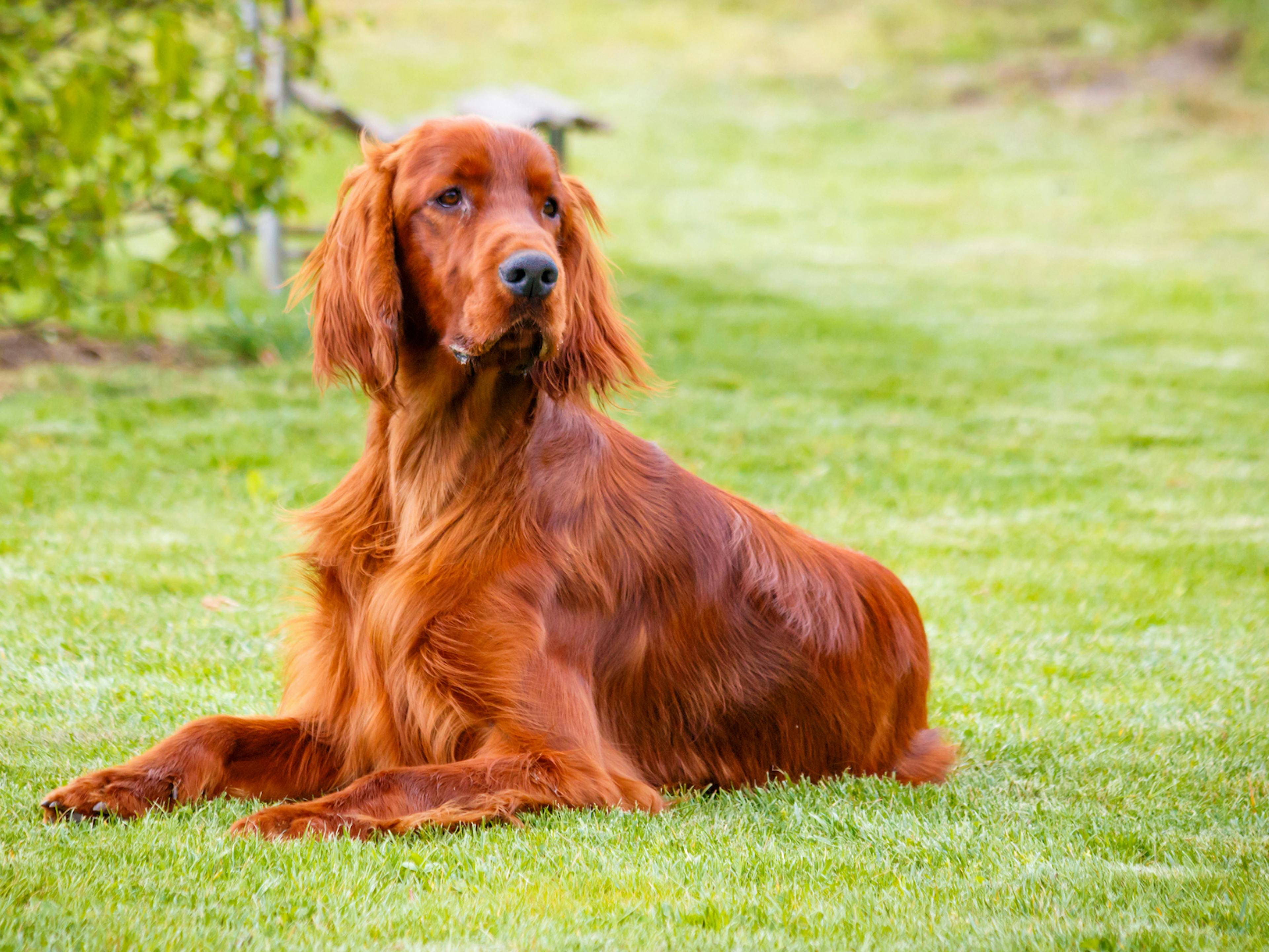 Setter irlandais couché attentif à ce qu'il s epasse dans l'herbe