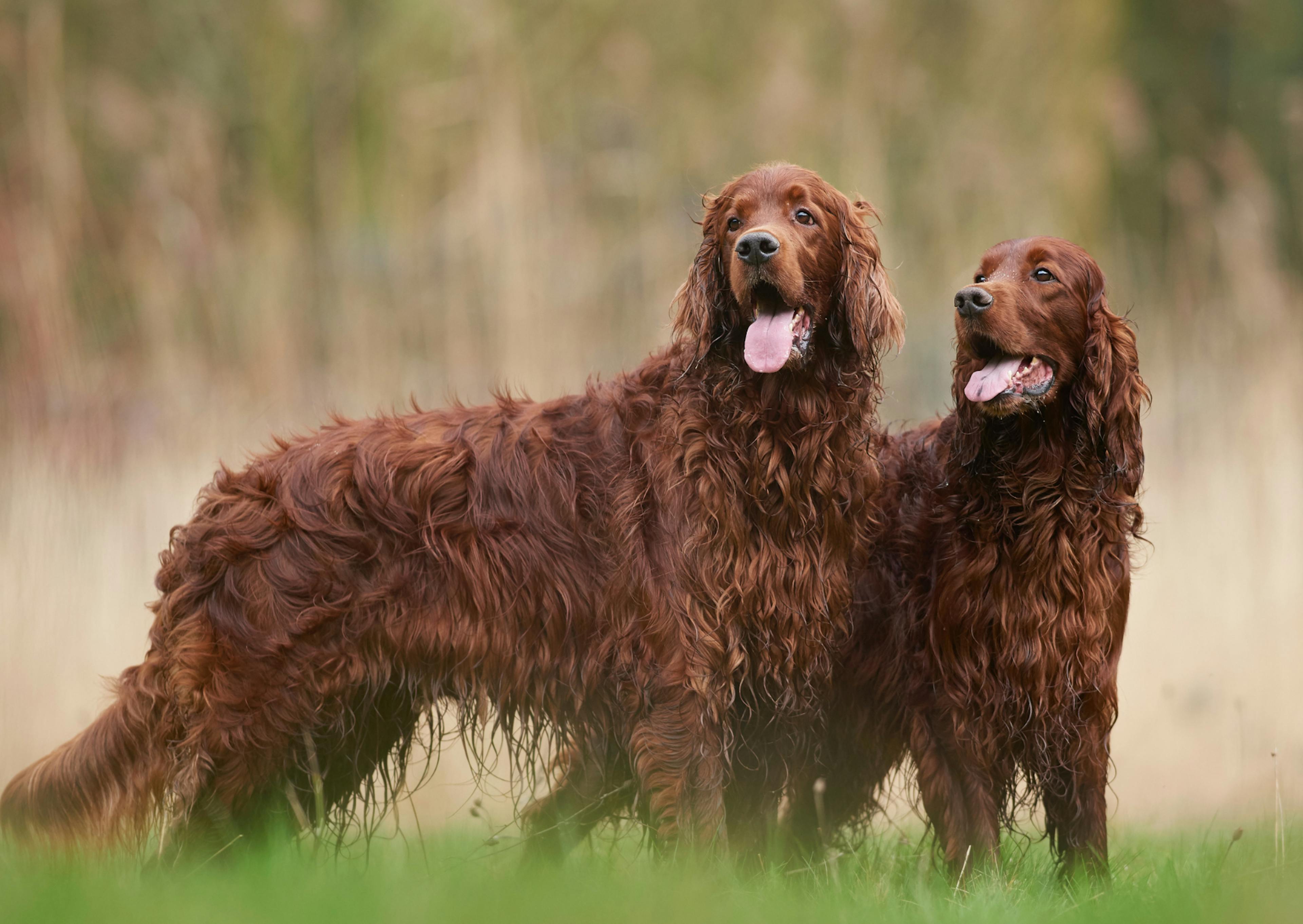 2 Setter irlandais debouts dans l'herbe qui tirent la langue