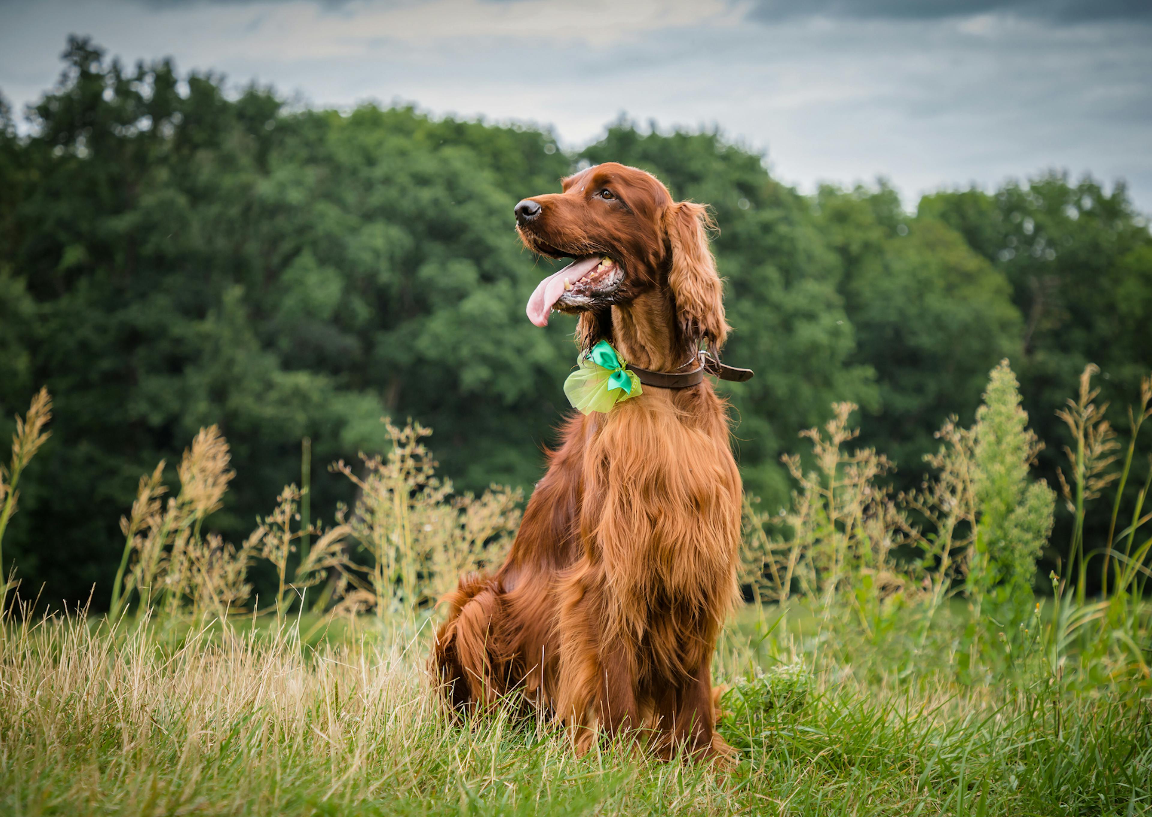 Setter irlandais assis dans l'herbe avec une fleur au cou