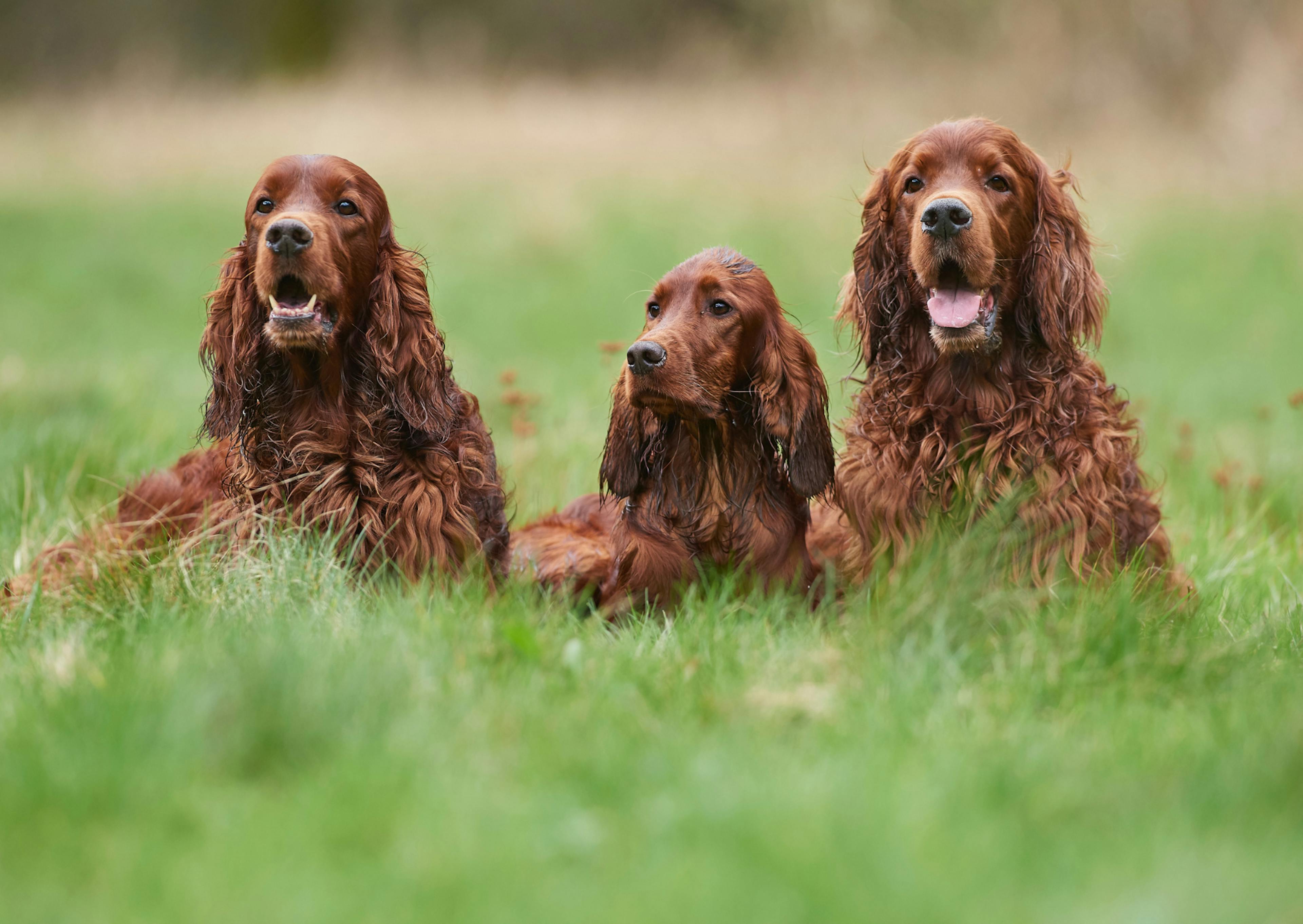 3 Setter irlandais couchés dans l'herbe