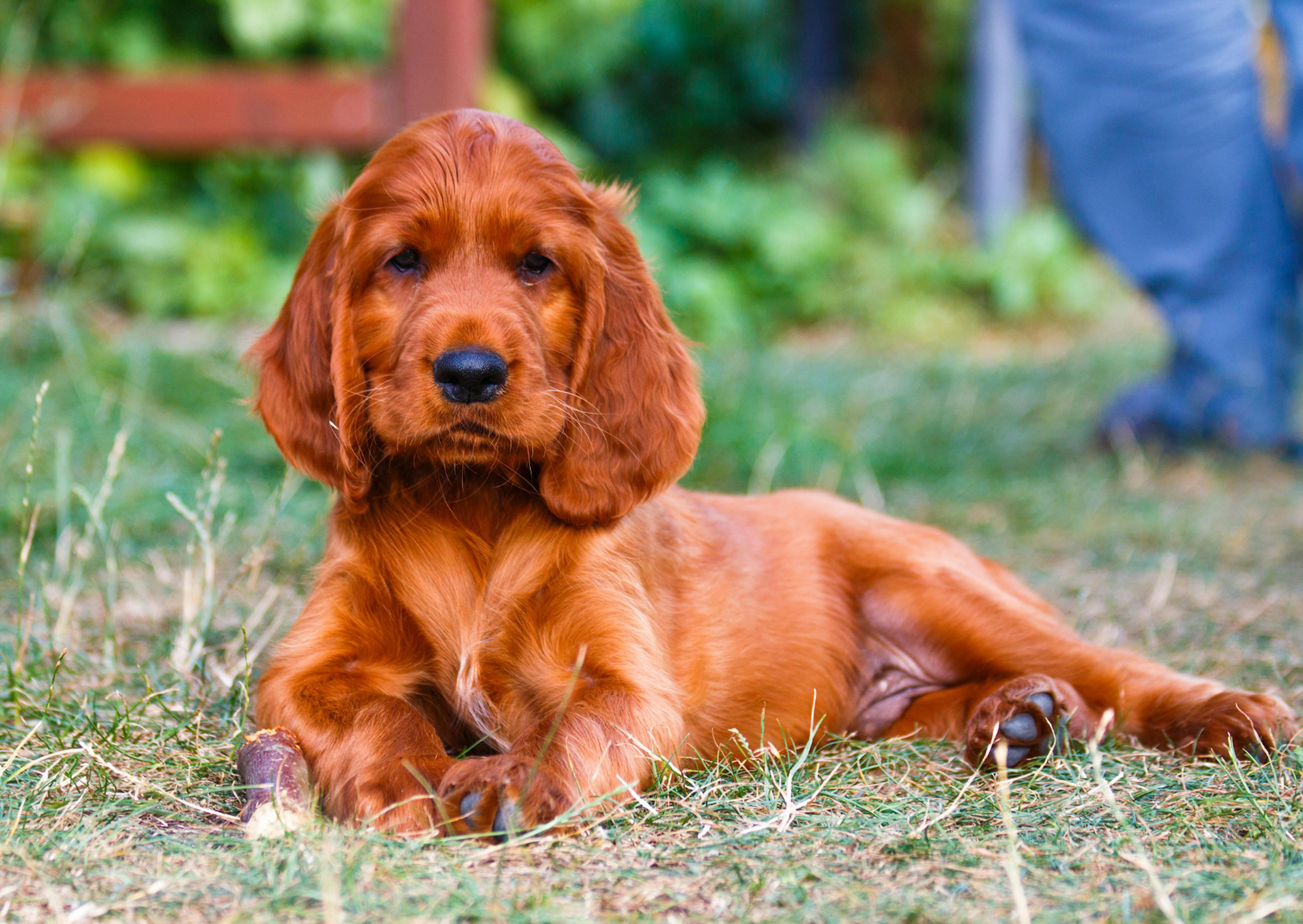 Setter irlandais chiot couché dans l'herbe et attentif