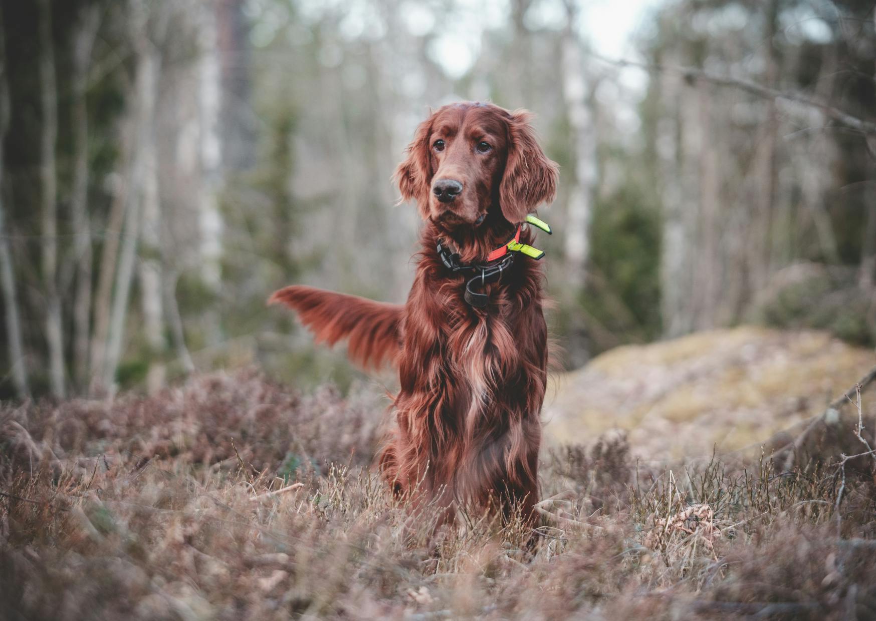 Setter irlandais debout dans la forêt