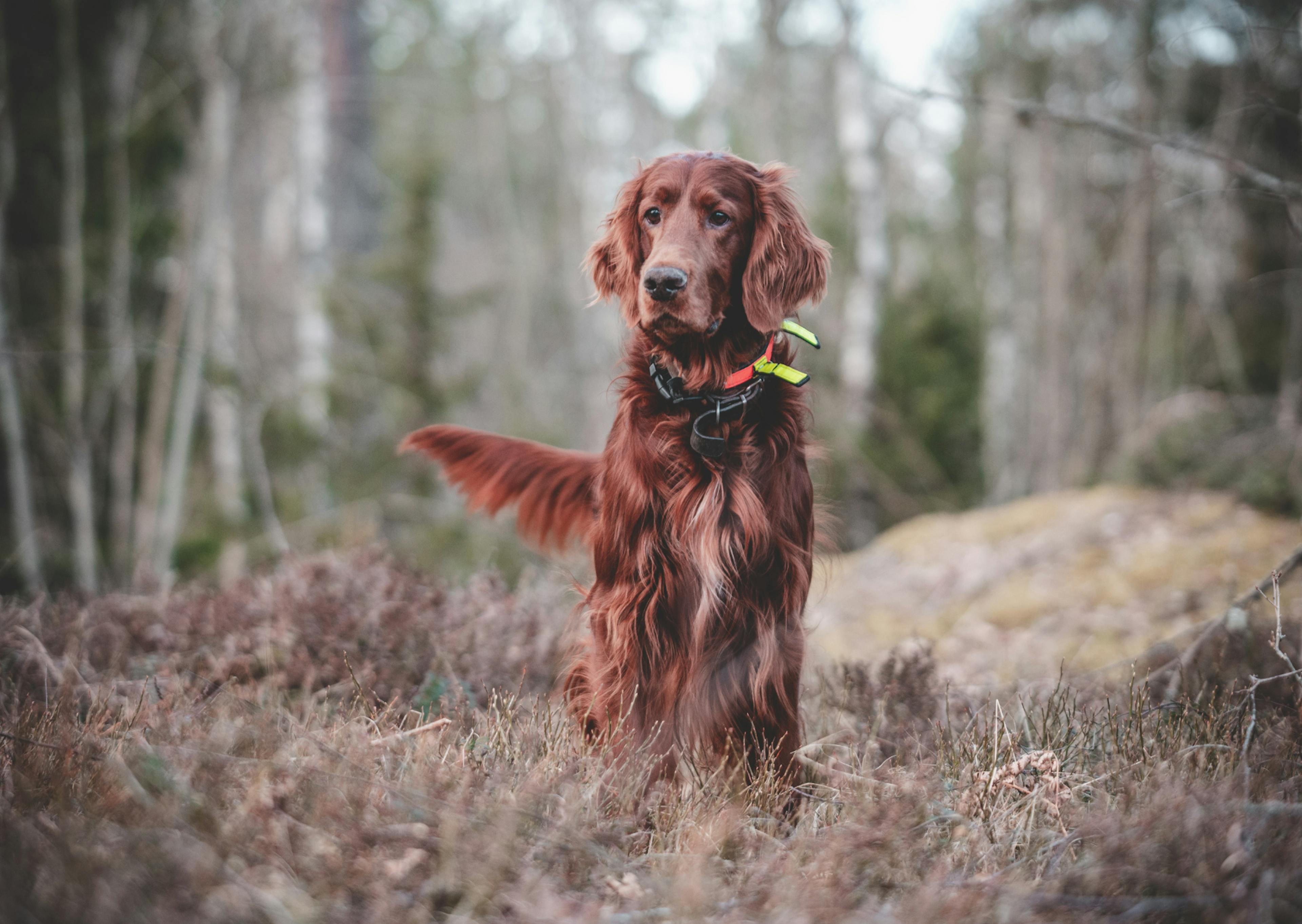 Setter irlandais debout dans la forêt 