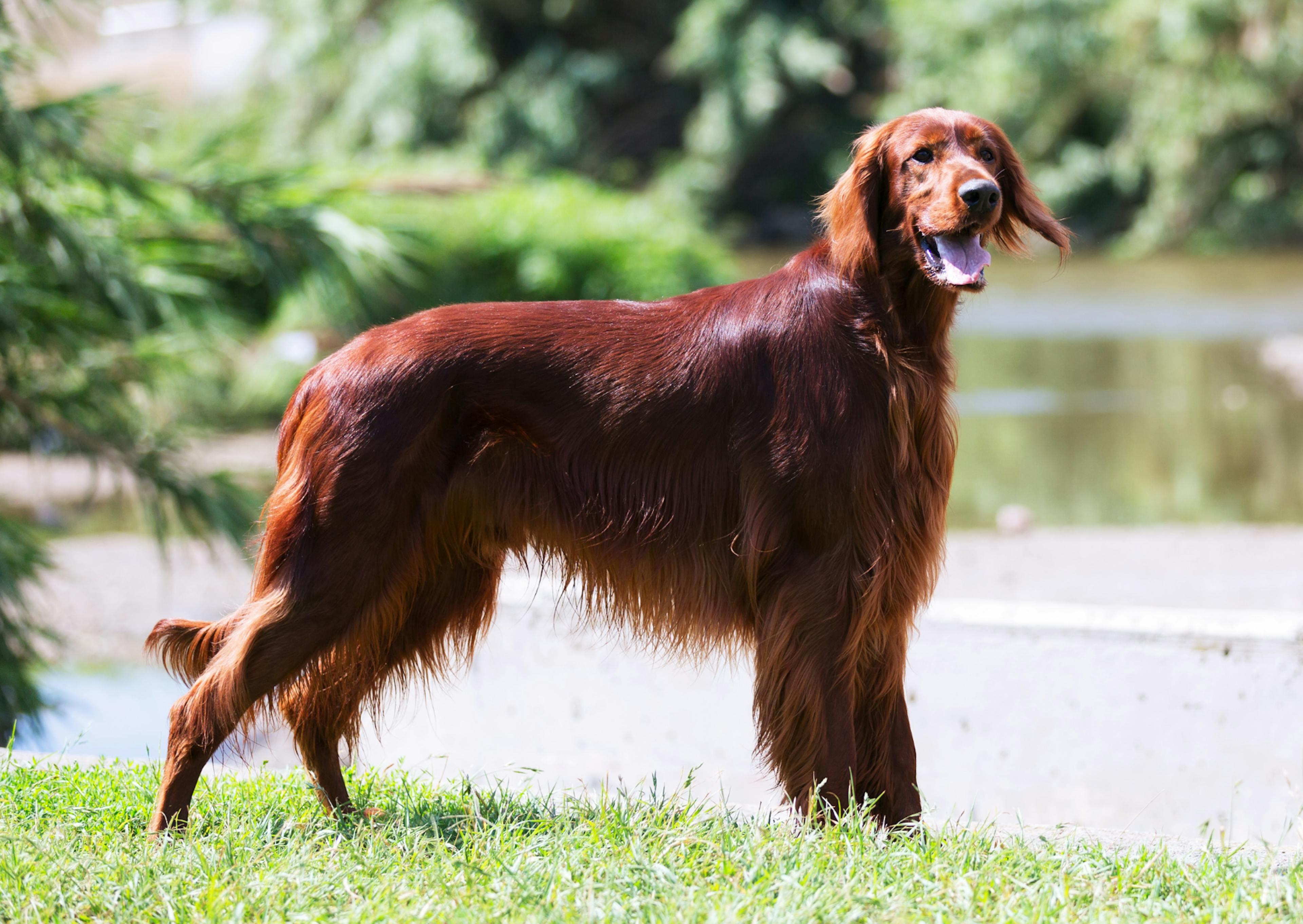 Setter irlandais debout au bord d'un lac