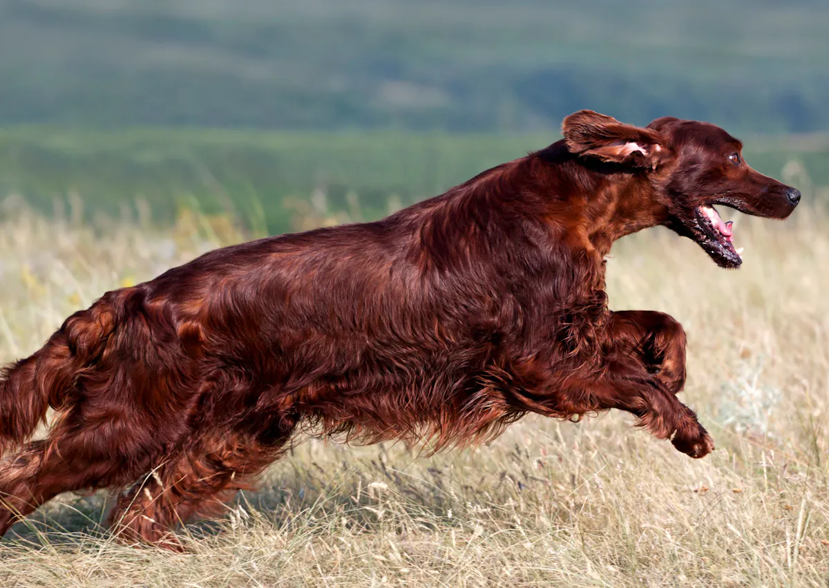 Setter irlandais qui court dans un champs