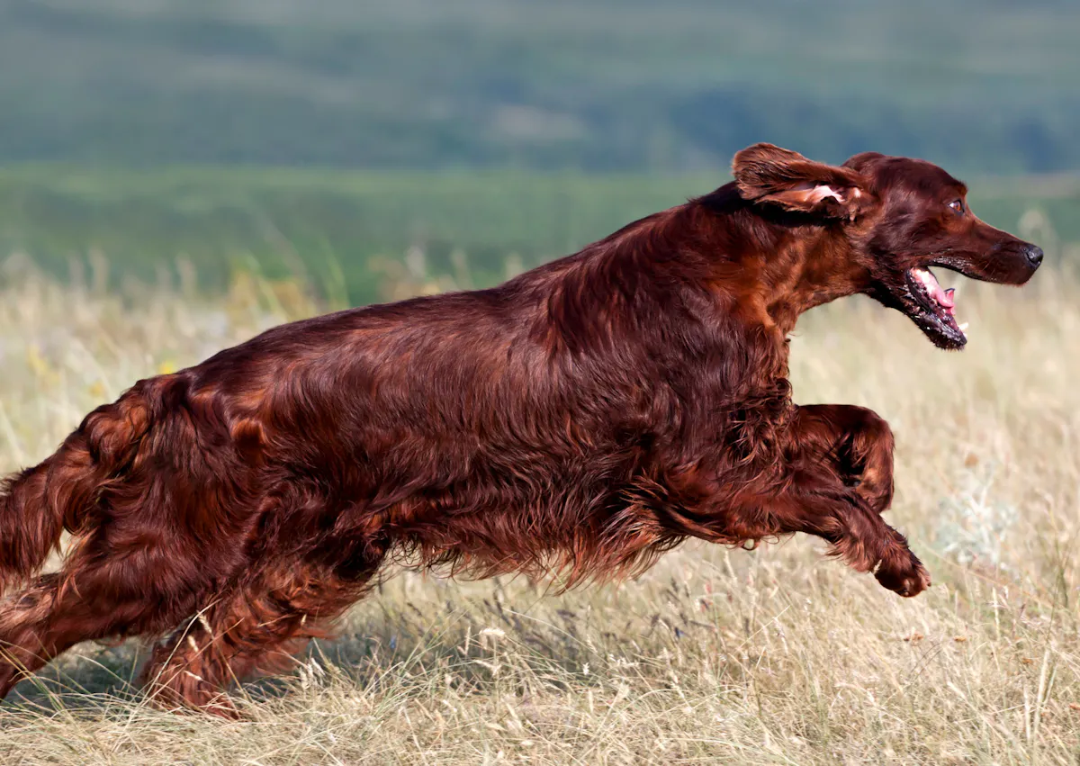 Setter irlandais qui court dans un champs