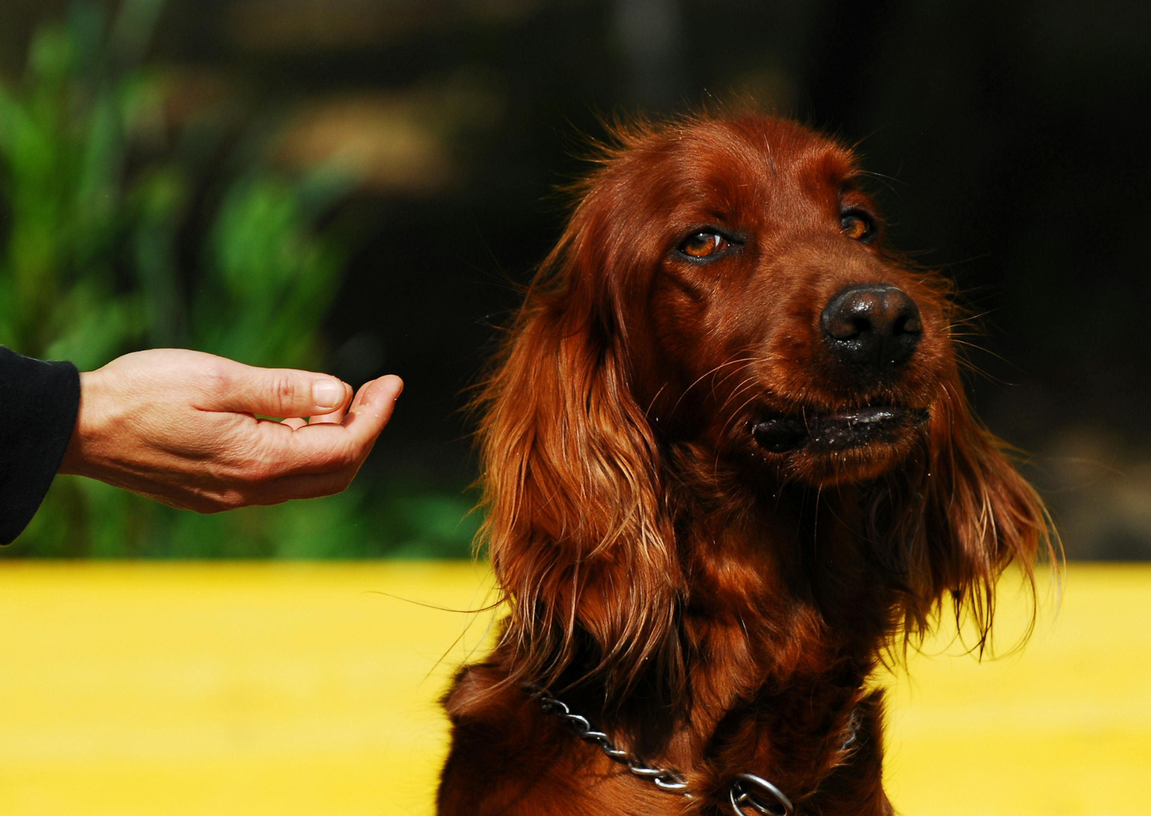 Setter irlandais méfiant face à la main tendue prêt de lui