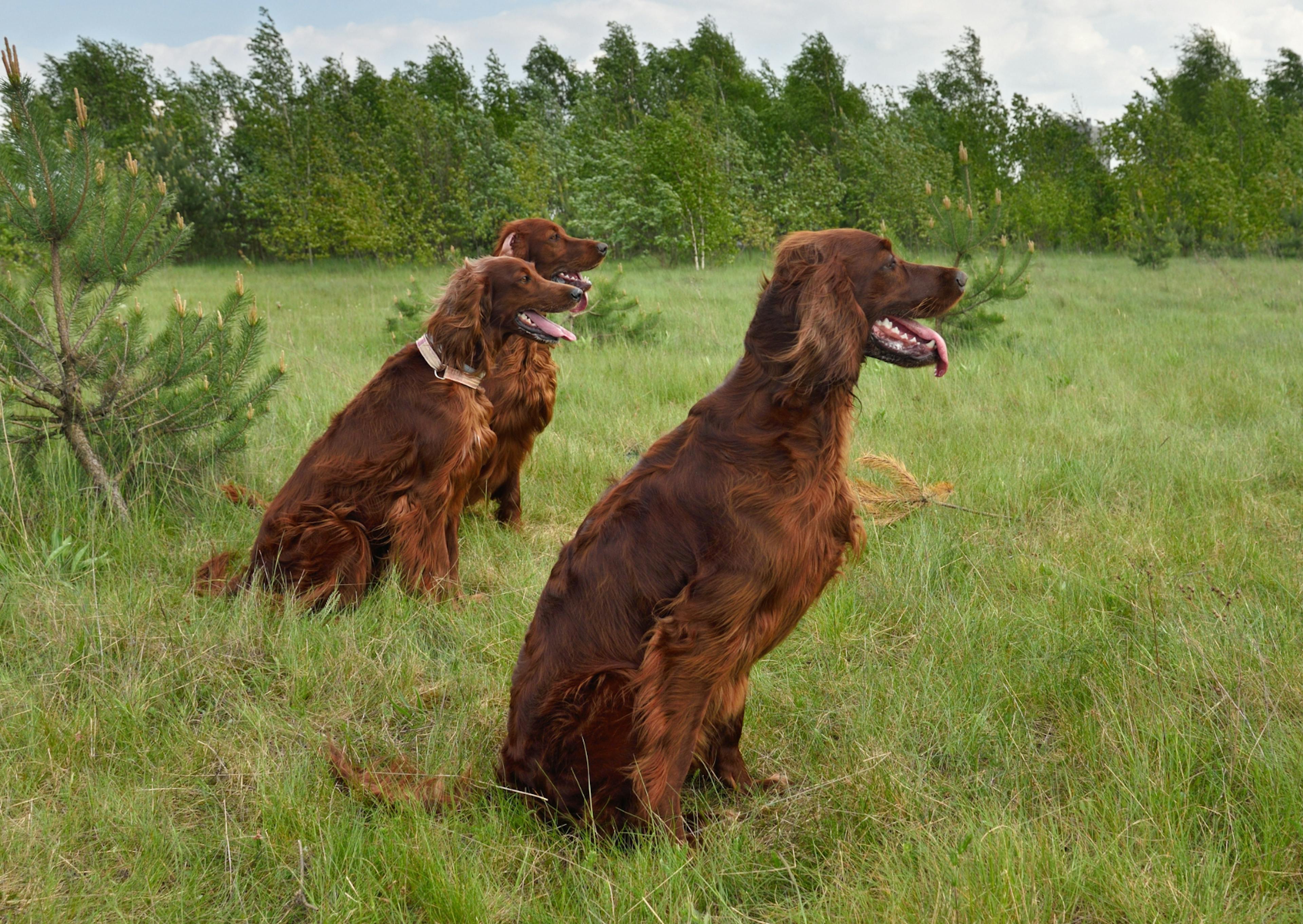 3 Setter irlandais assis dans l'herbe qui regardent au loin