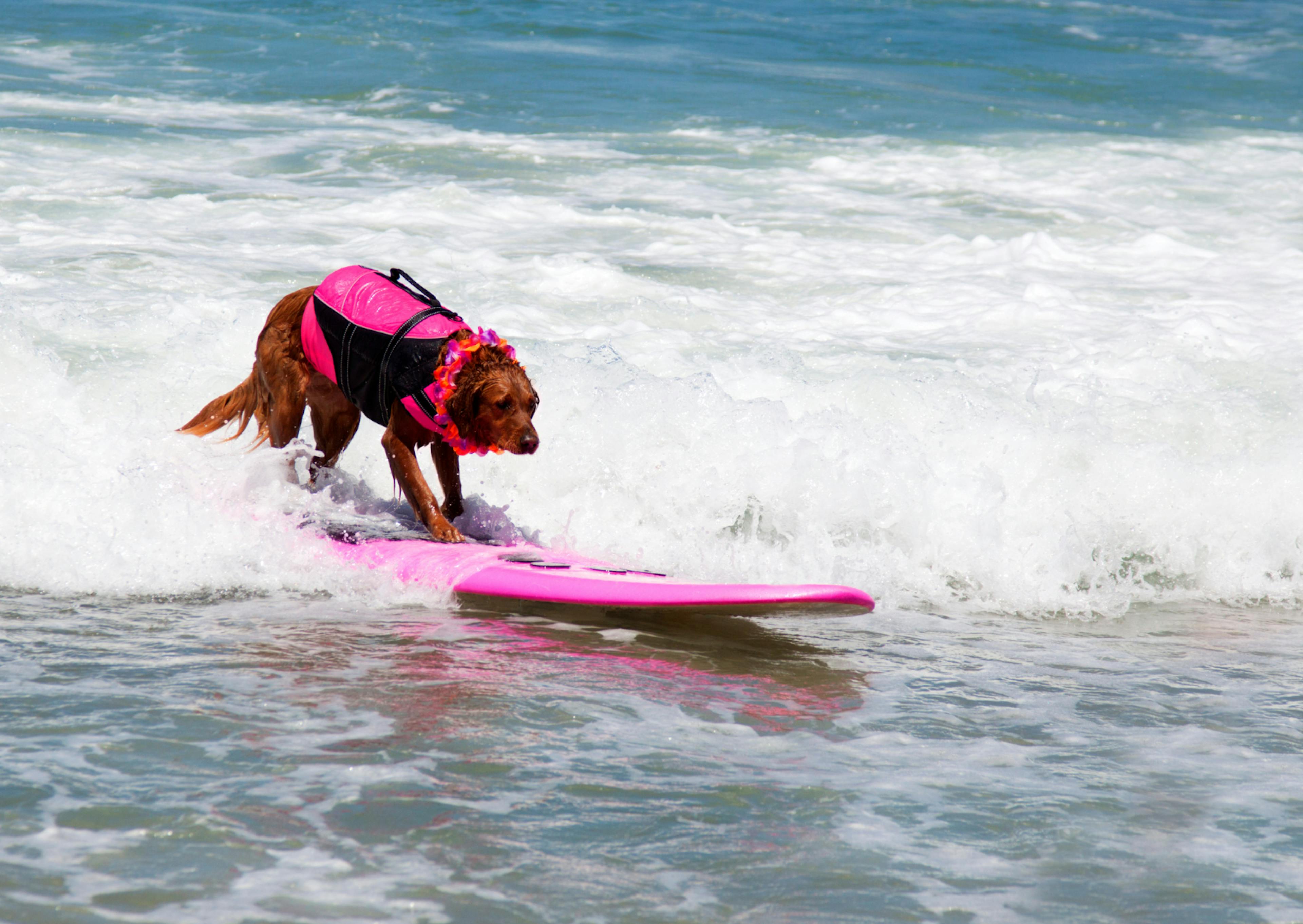 Setter irlandais sur une planche de surf avec un gilet rose dans la mer