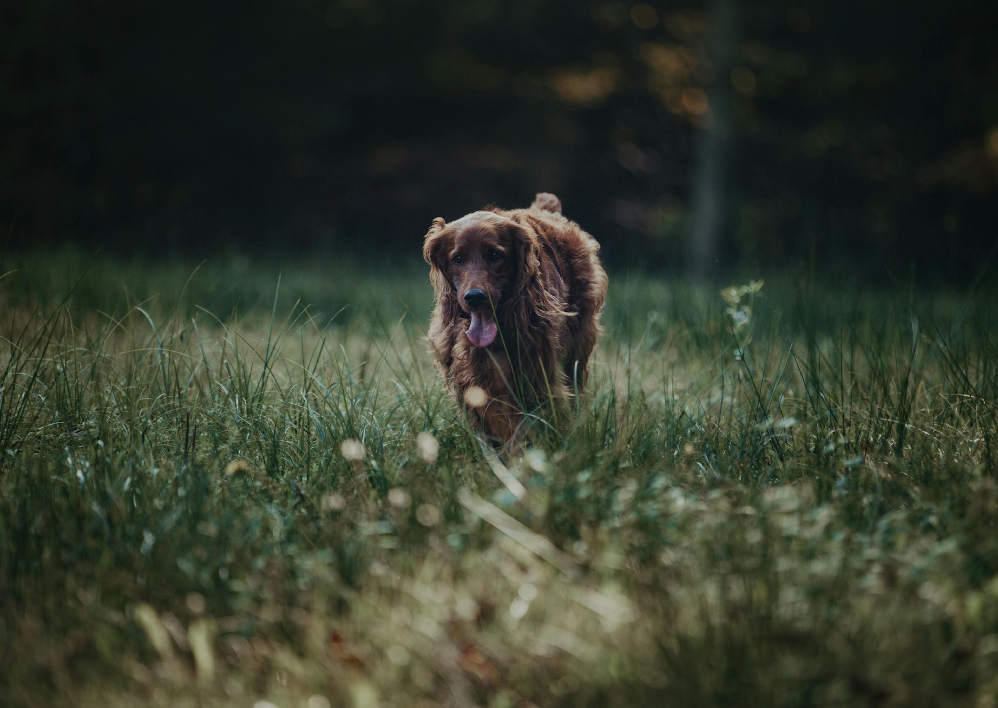 Setter irlandais qui court dans l'herbe