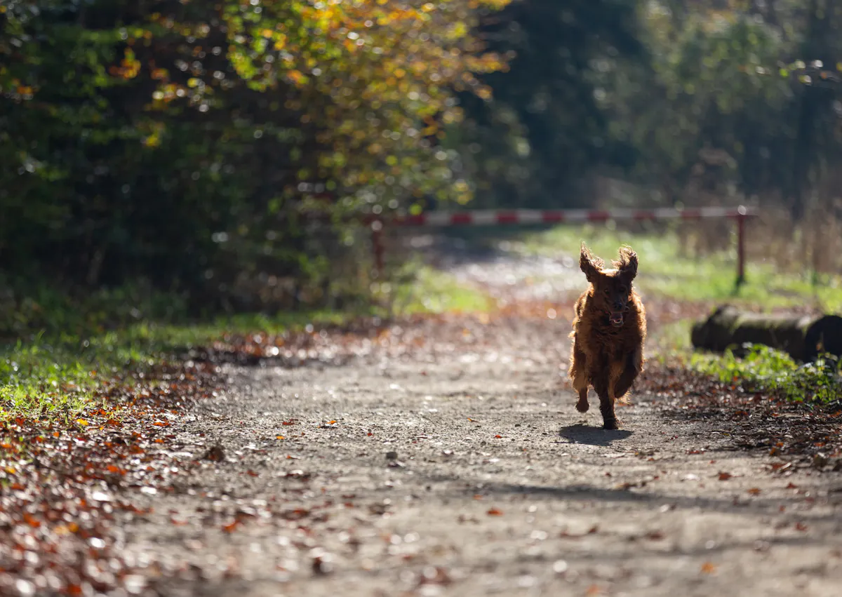 Setter irlandais qui court au loin