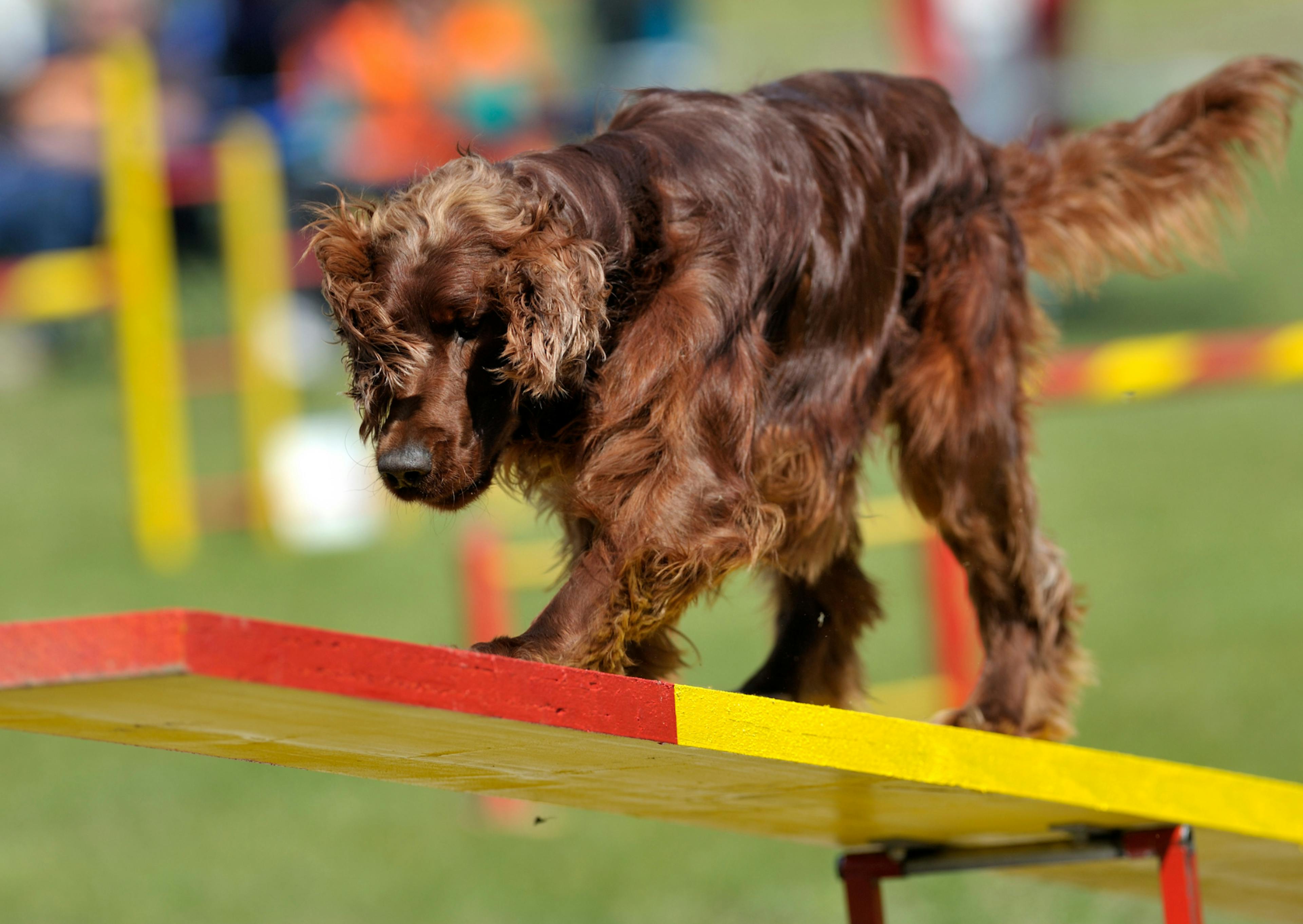 Setter irlandais qui fait un parcours d'agility