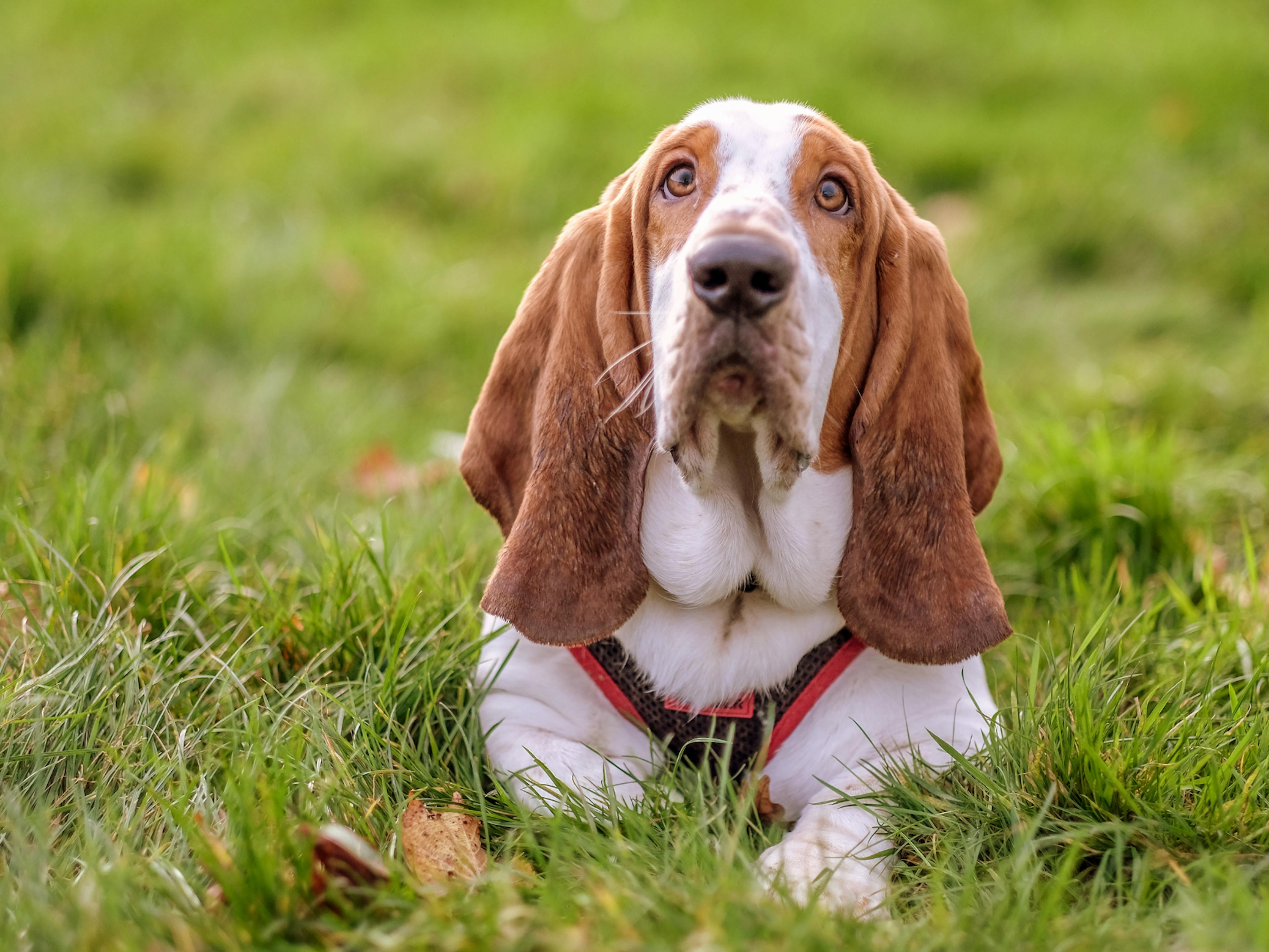 basset hound qui regarde vers le haut et est couché dans l'herbe