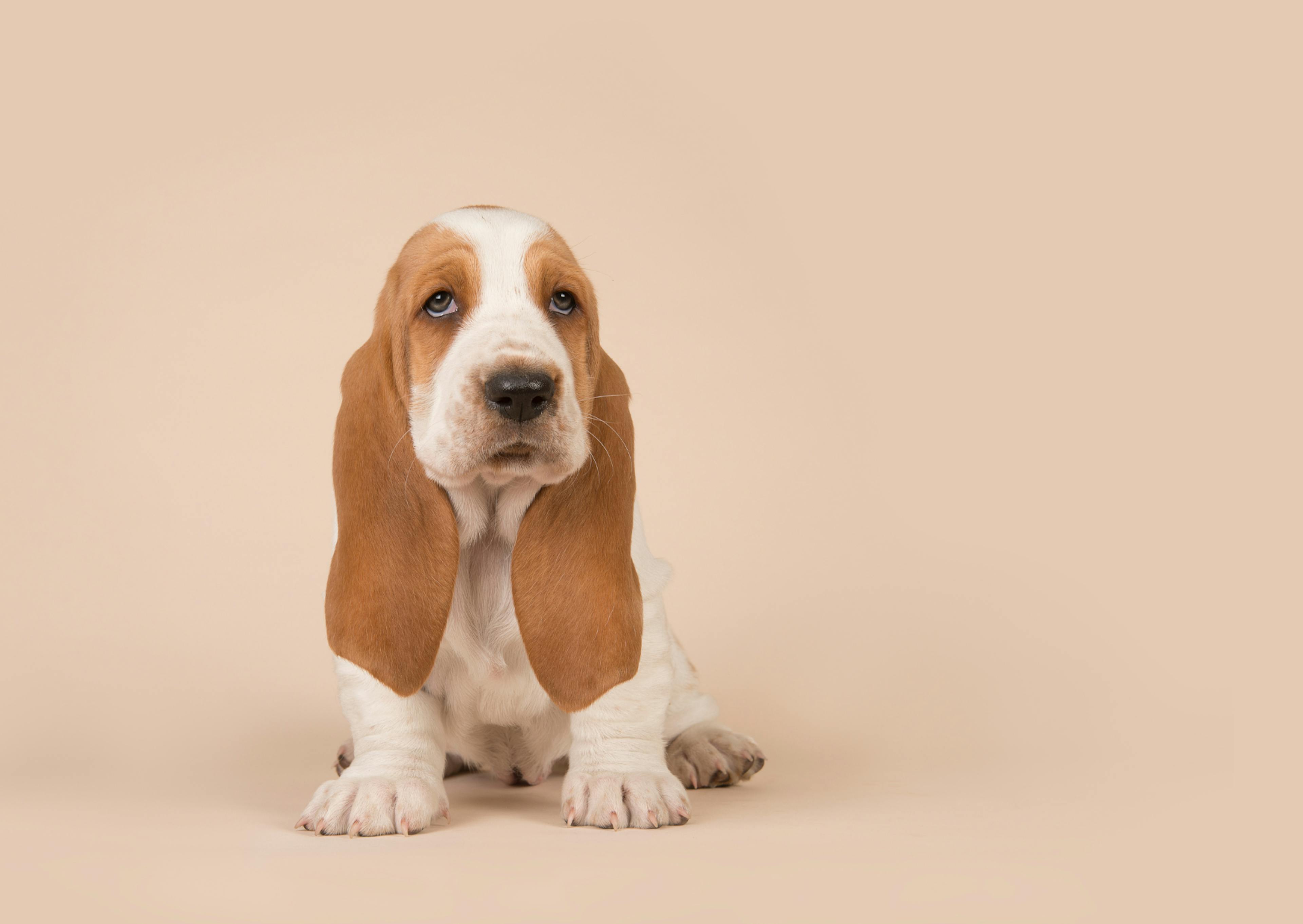 chiot basset hound assis qui regarde l'objectif