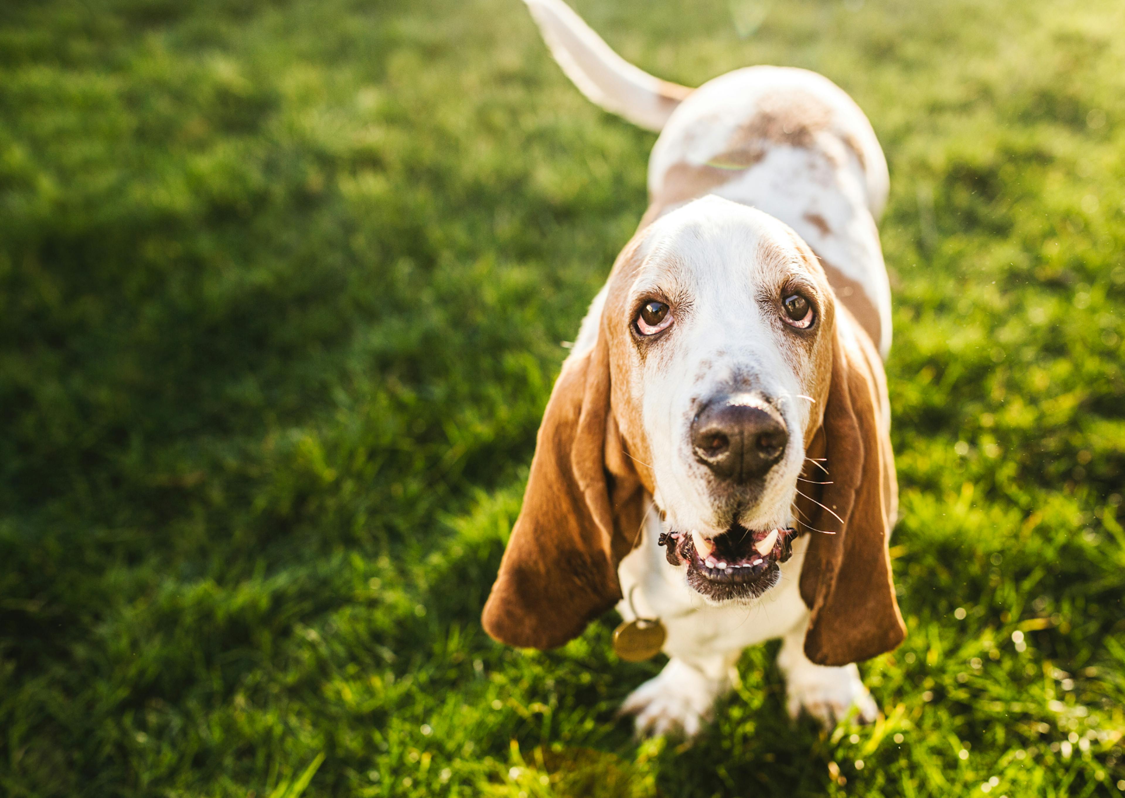 basset hound content qui regarde vers le haut et remue la queue