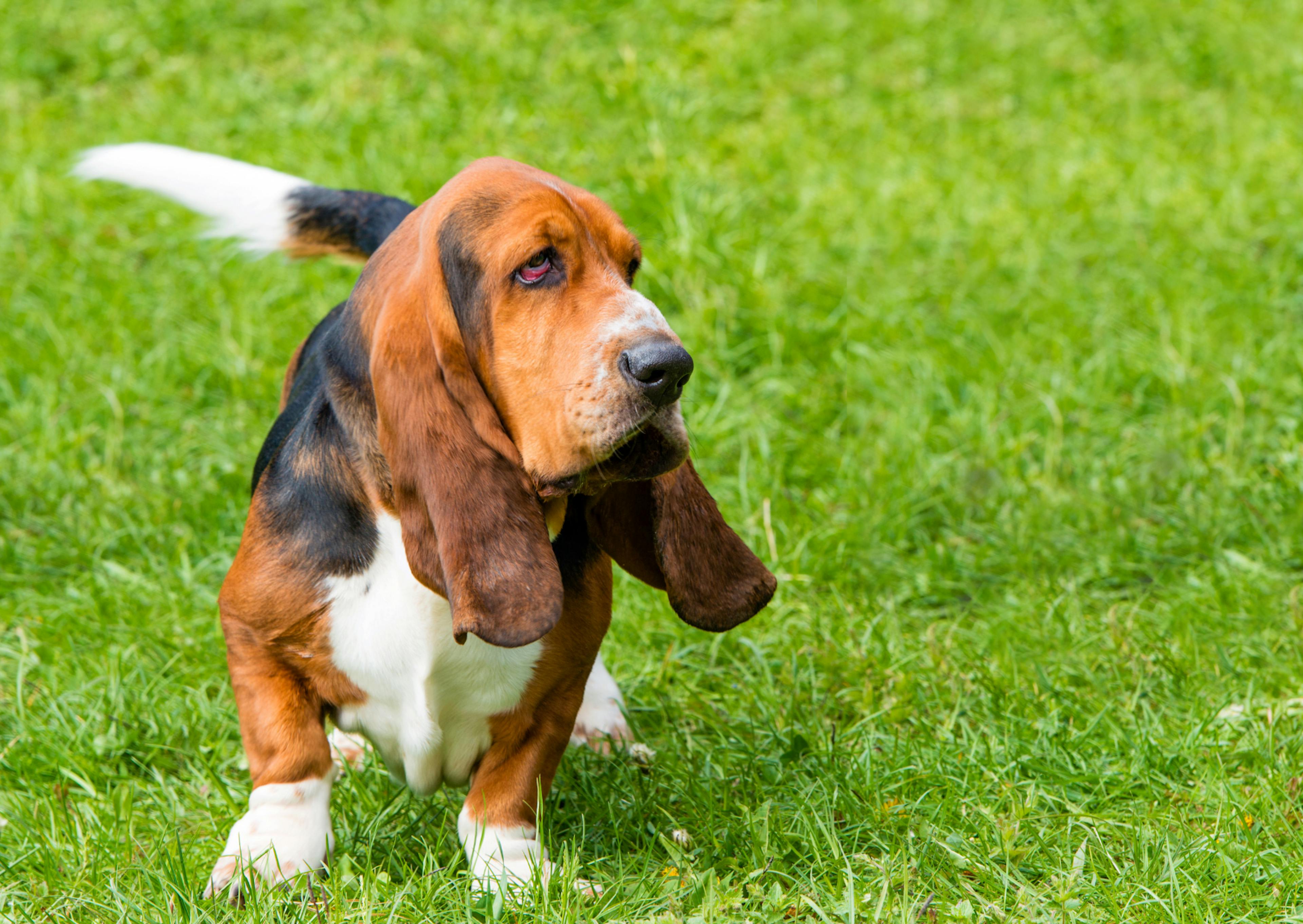 basset hound qui coure et remue la queue dans l'herbe