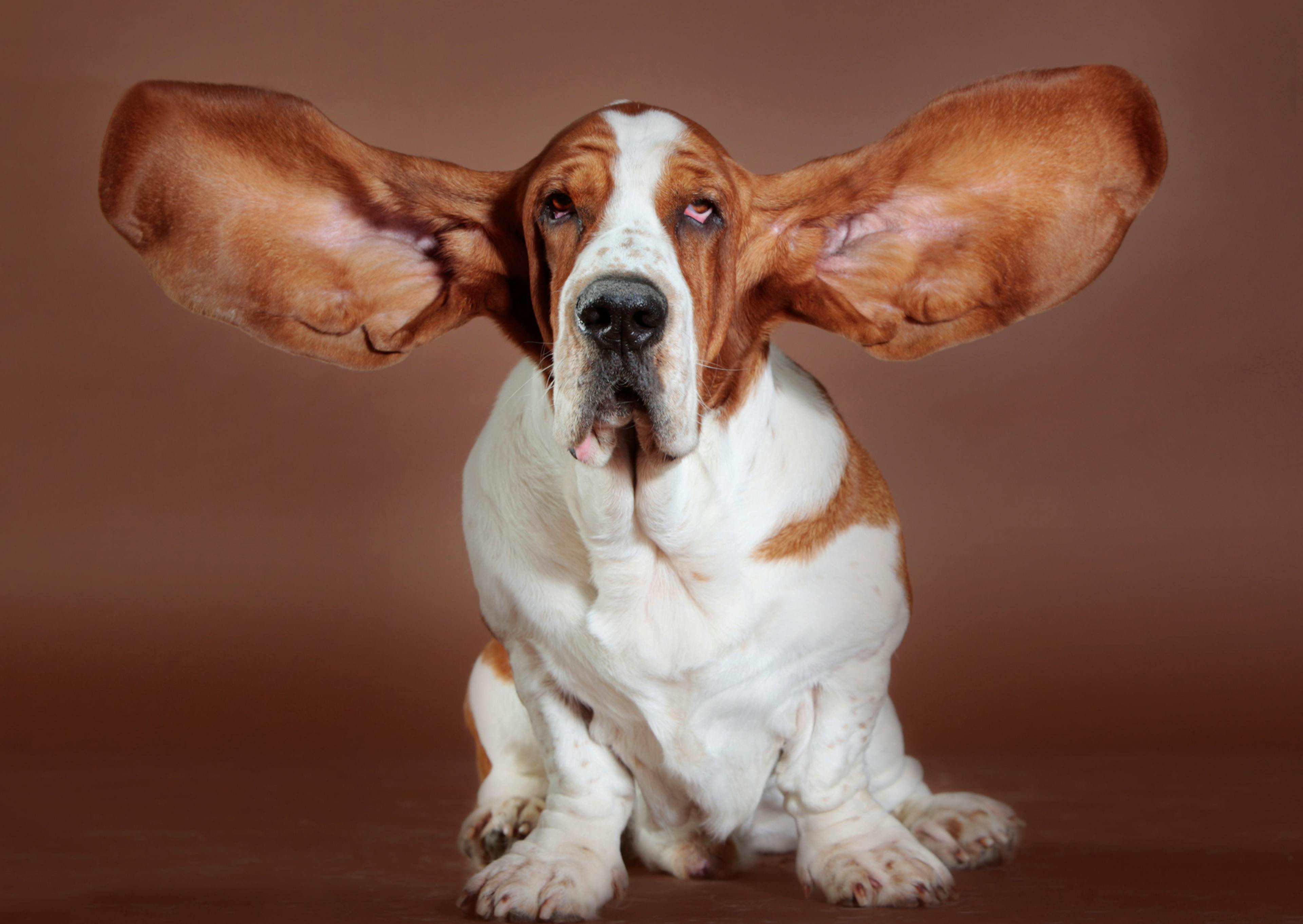 basset hound assis avec les oreilles qui s'envolent 