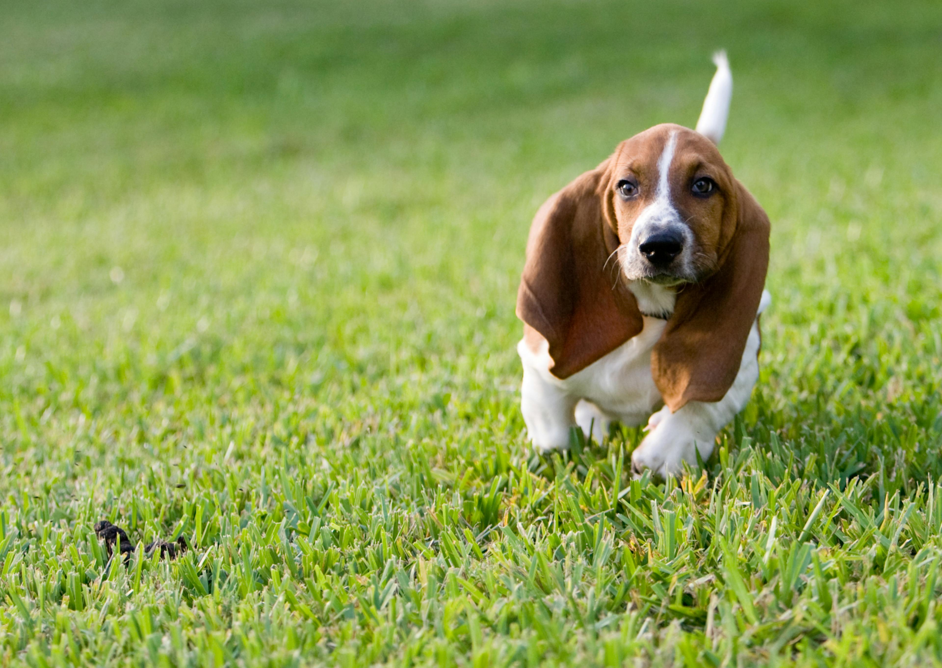 basset hound qui court dans l'herbe