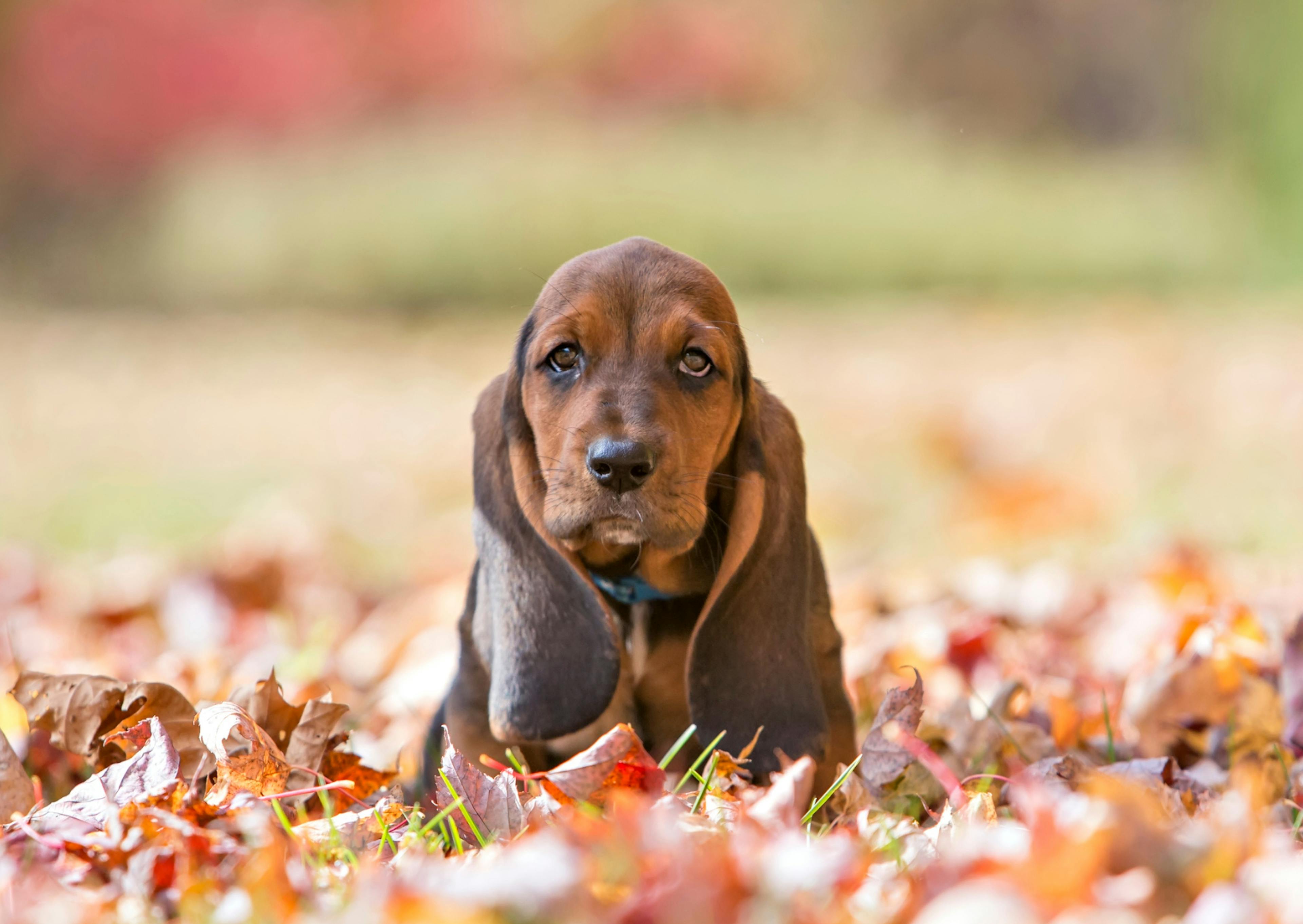 basset hound assis au milieu de feuille morte 