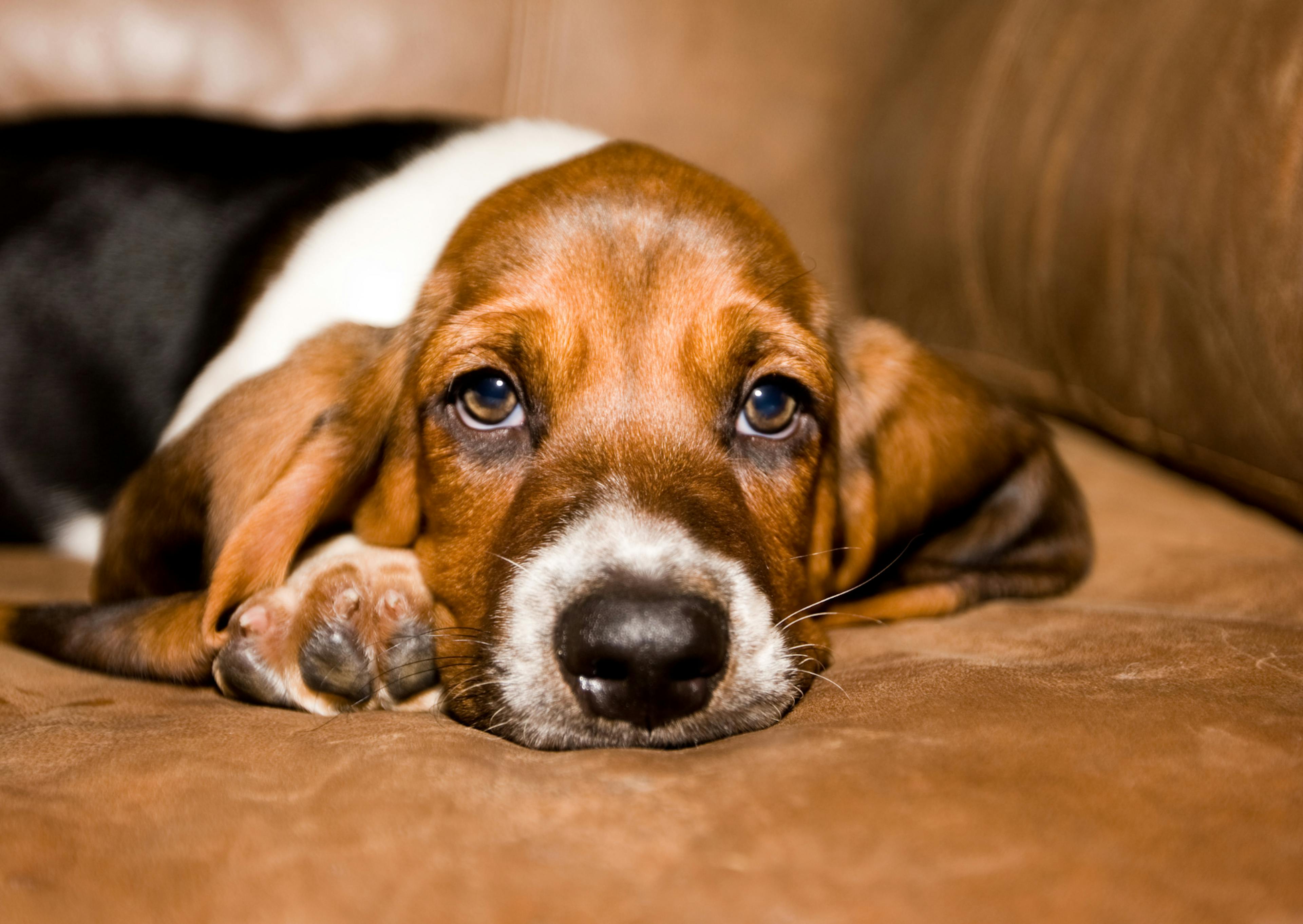 basset hound couché qui regarde l'objectif