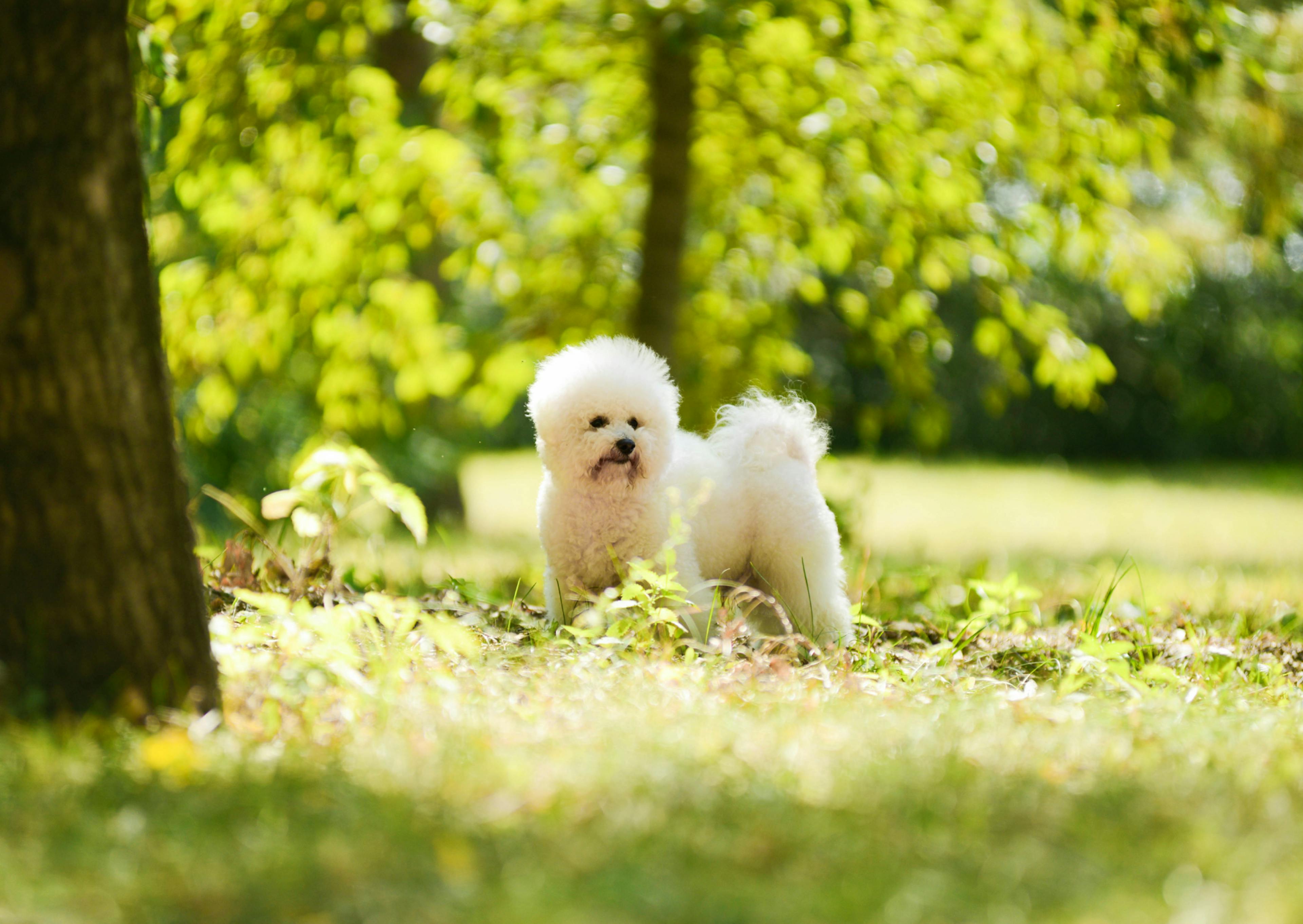 Bichon Frisé debout au loin dans l'herbe à côté d'un grand arbre