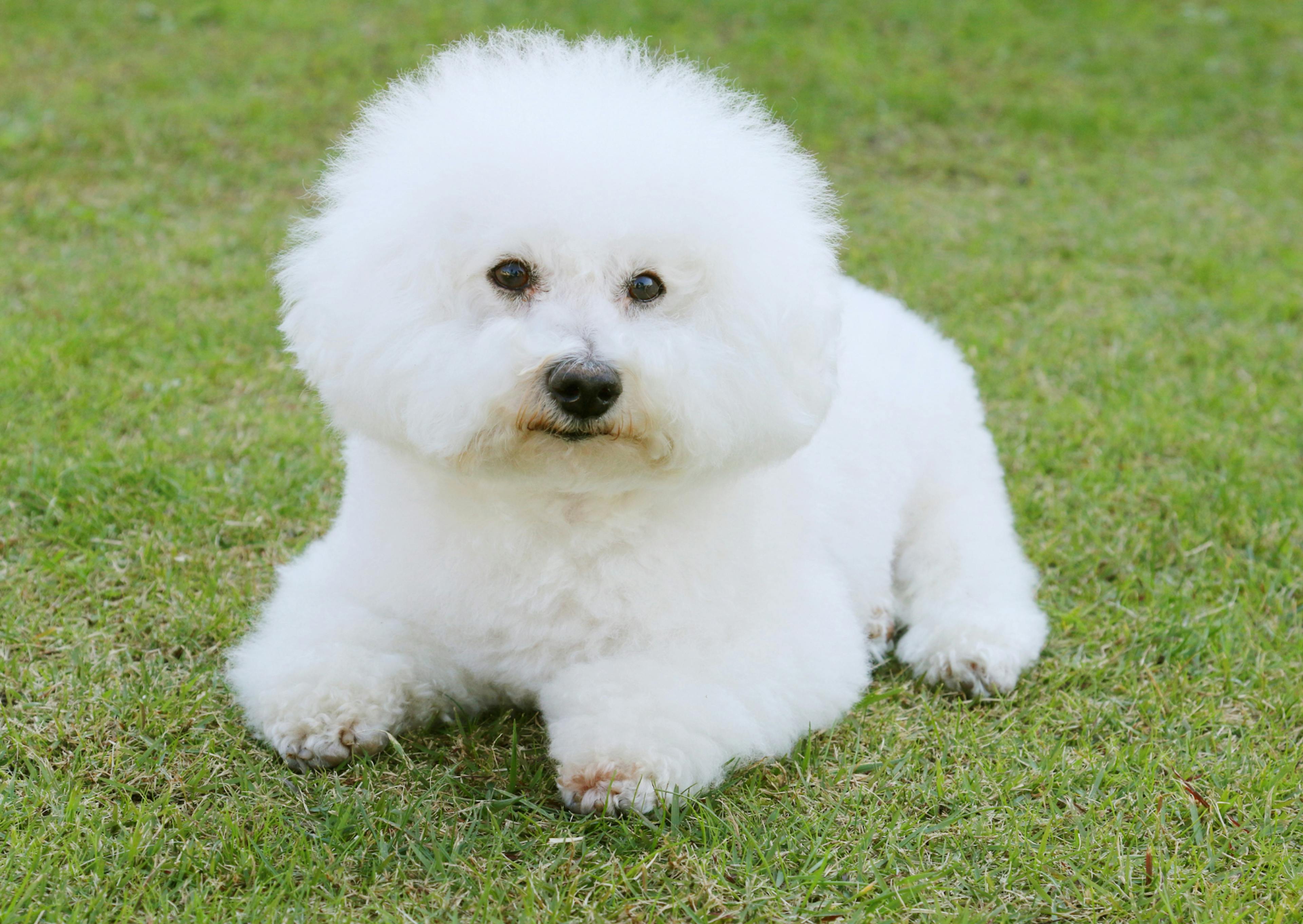 Bichon Frisé couché dans l'herbe