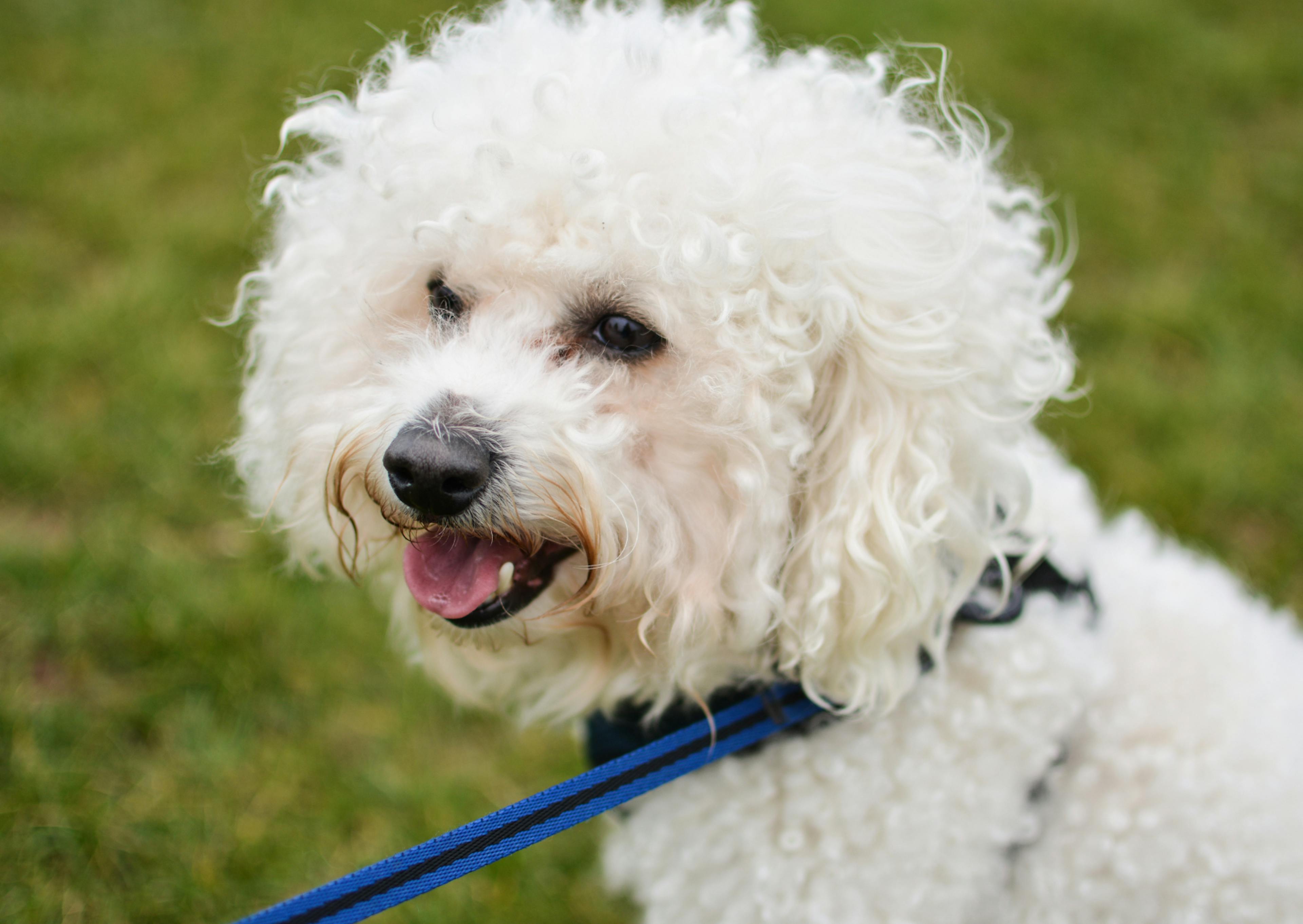 Bichon Frisé qui regarde au loin et qui est tenu en laisse 