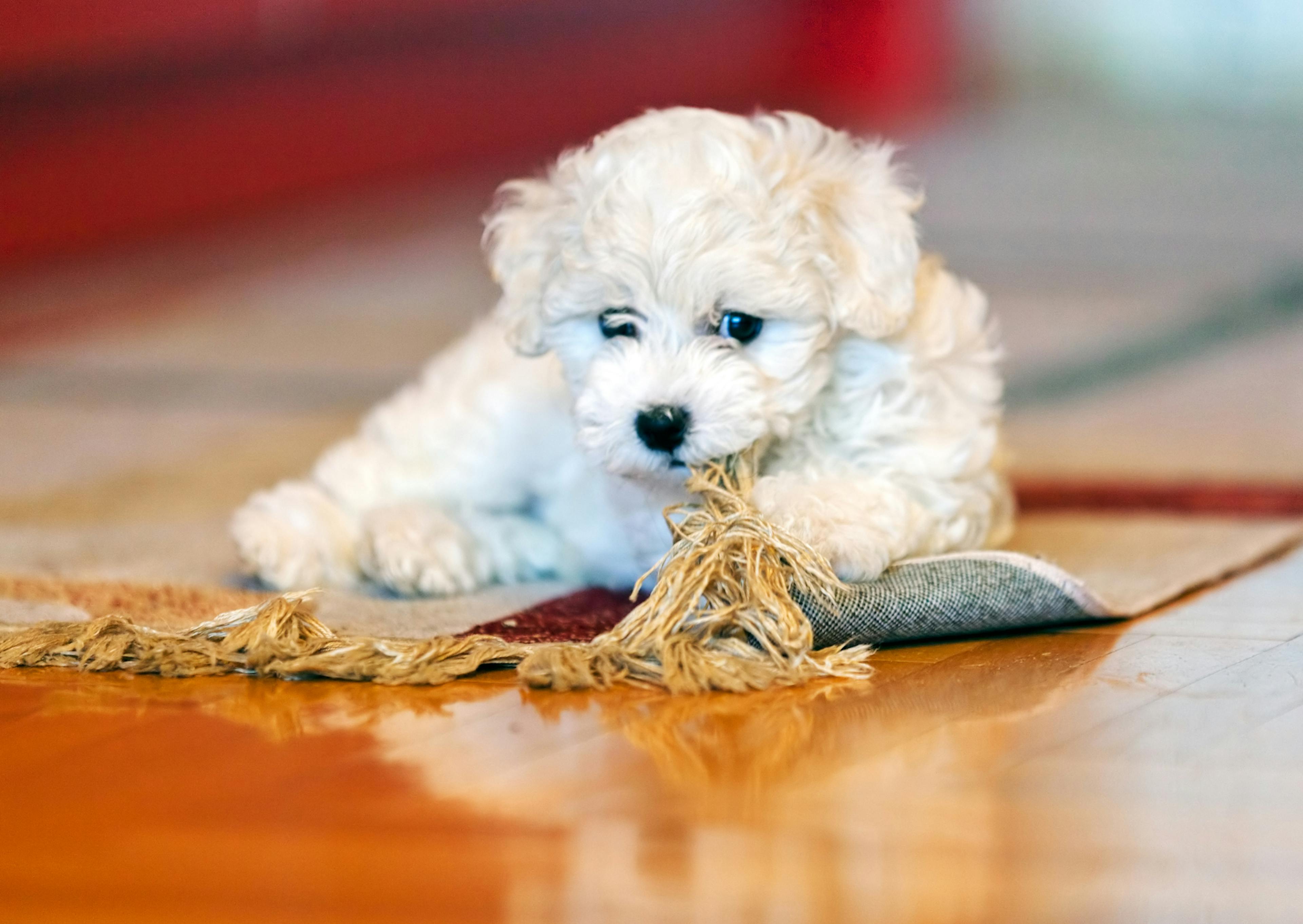 Bichon Frisé couché qui joue avec un morceau de tapis 