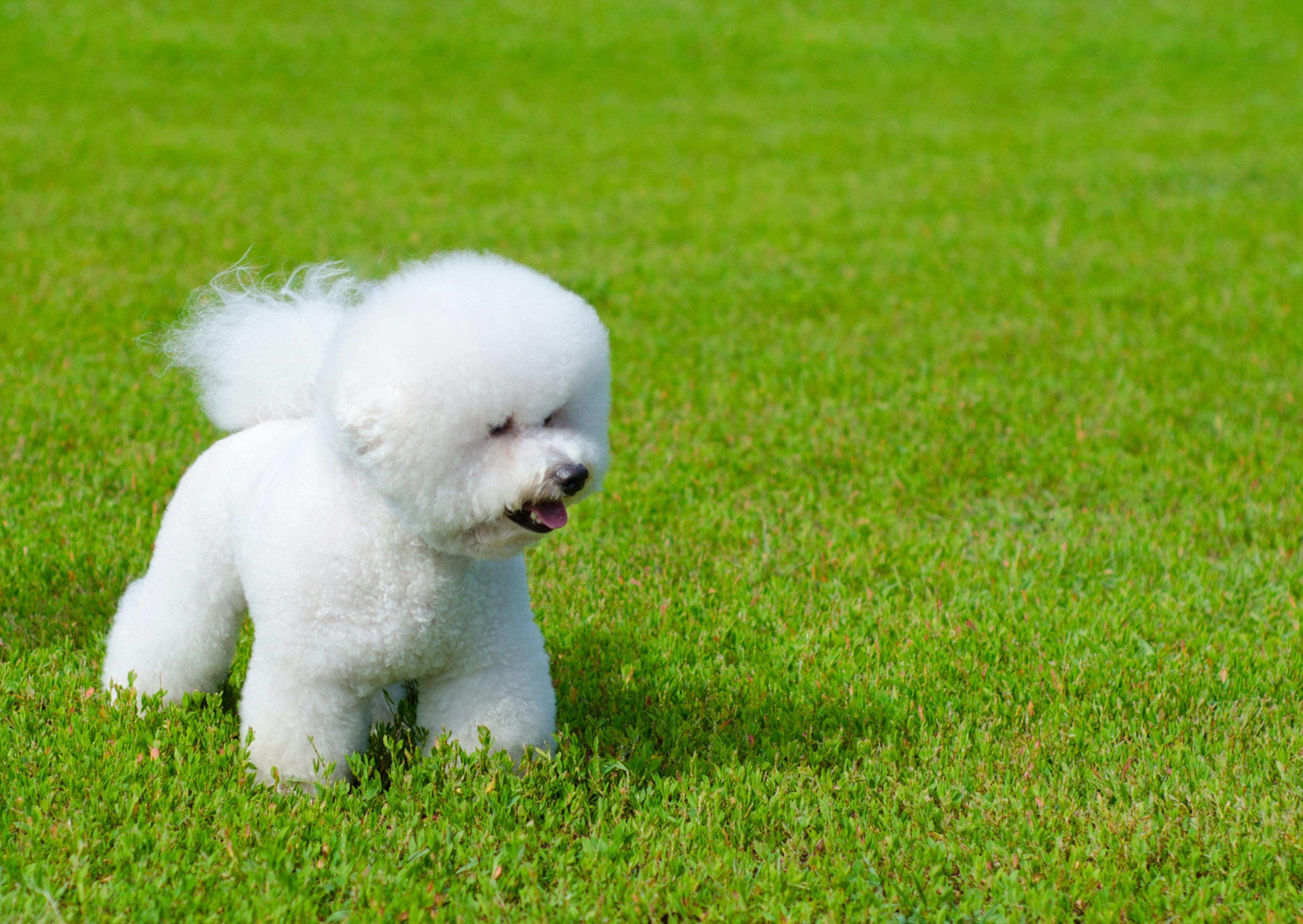 Bichon Frisé debout dans du gazon