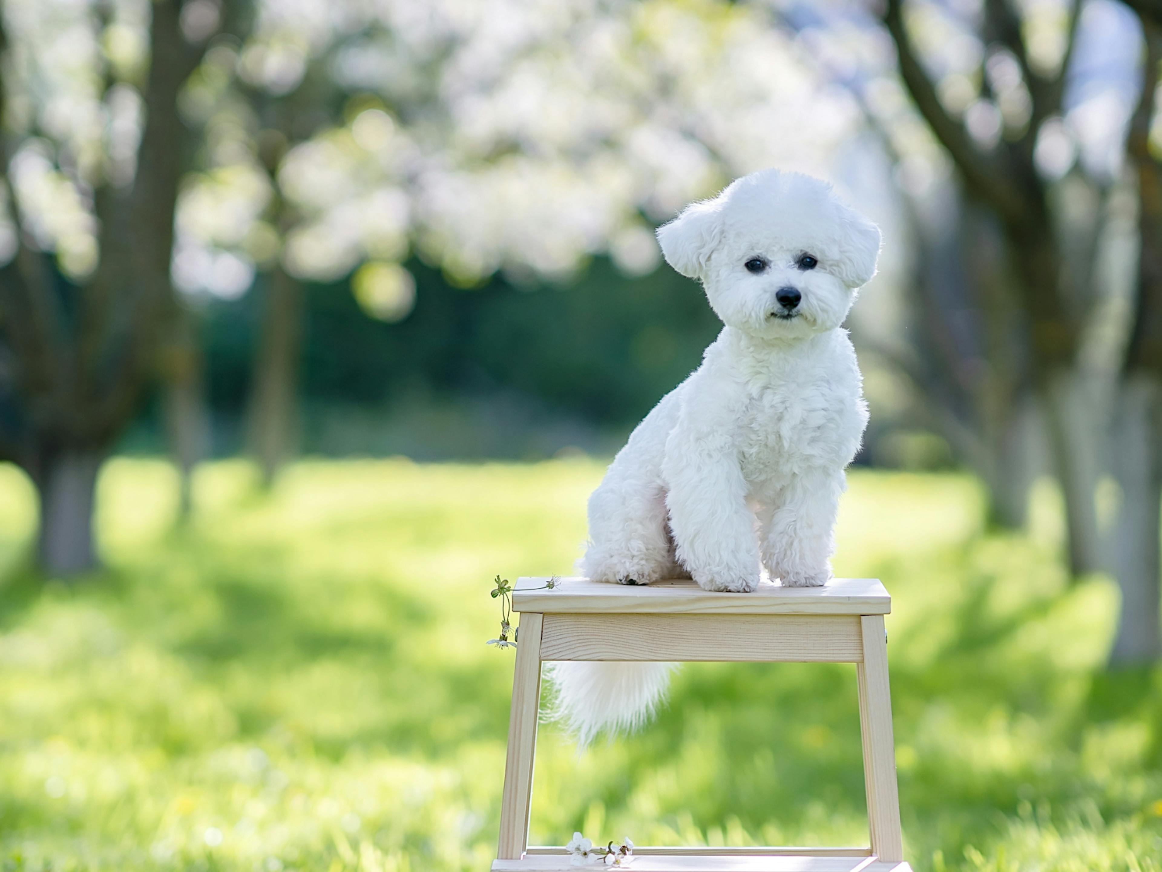 Bichon Frisé sur un tabouret en bois au milieu d'un forêt