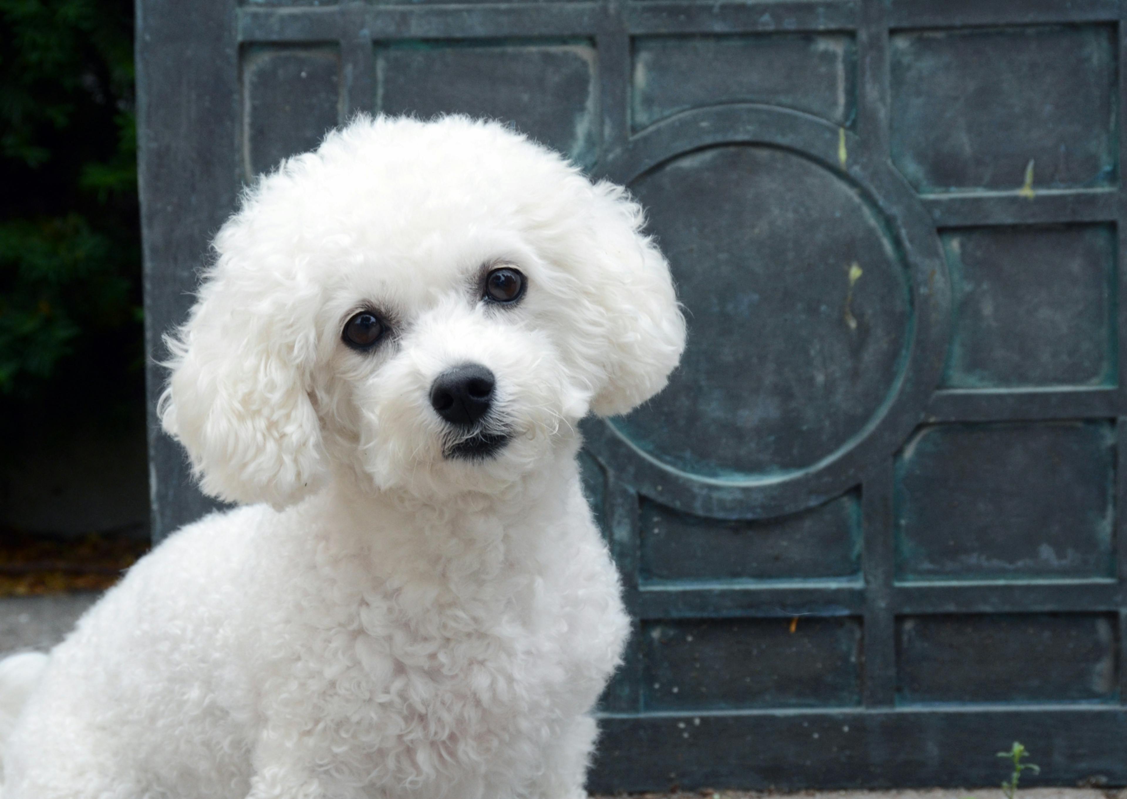 Bichon Frisé assis et qui tourne légèrement la tête en regardant l'objectif