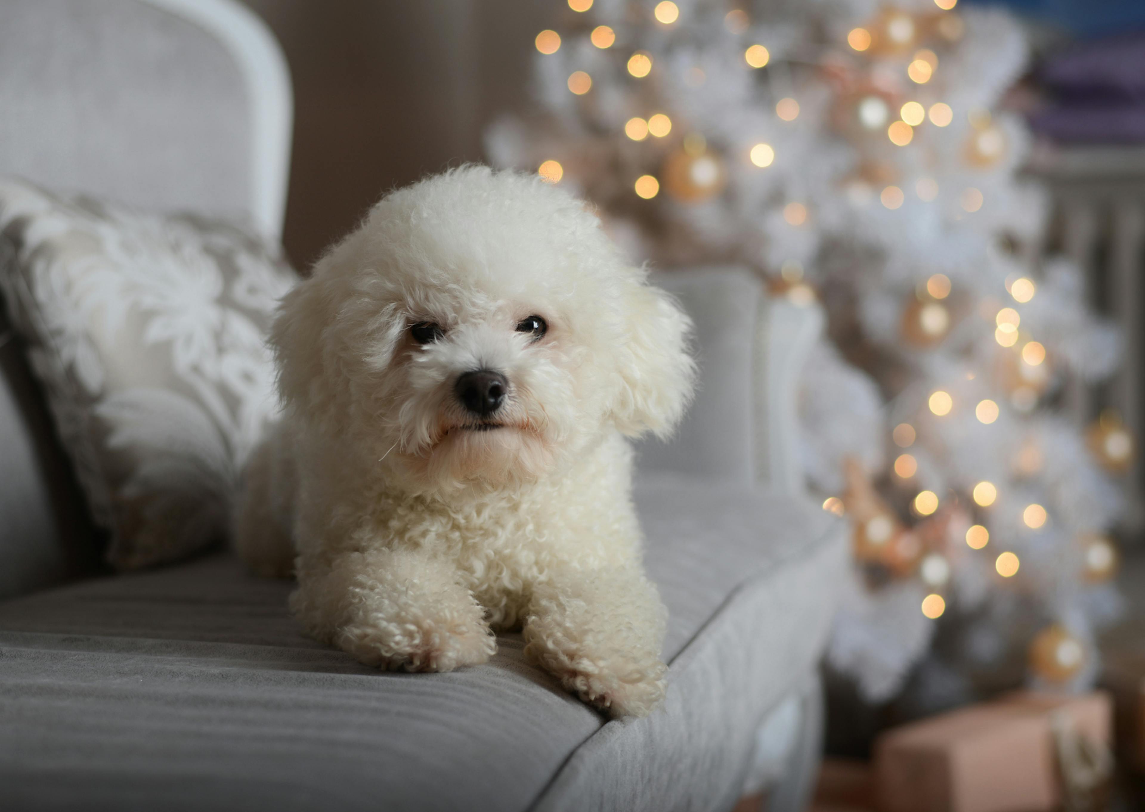 Bichon Frisé couché sur un canapé gris avec des guirlandes lumineuse derrière lui 