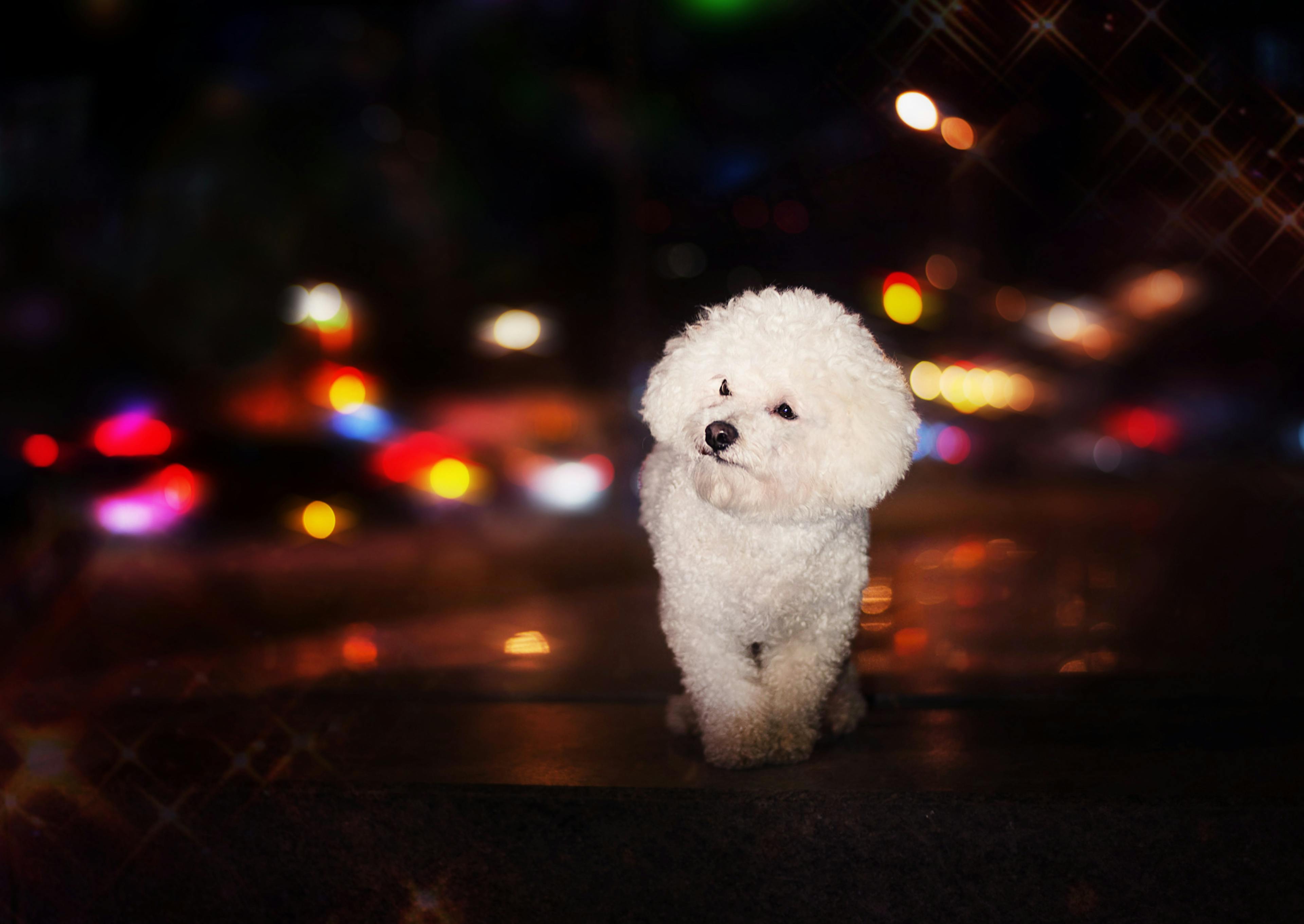 Bichon Frisé qui marche en regardant autours de lui, on aperçoit des lumières de ville derrière lui 