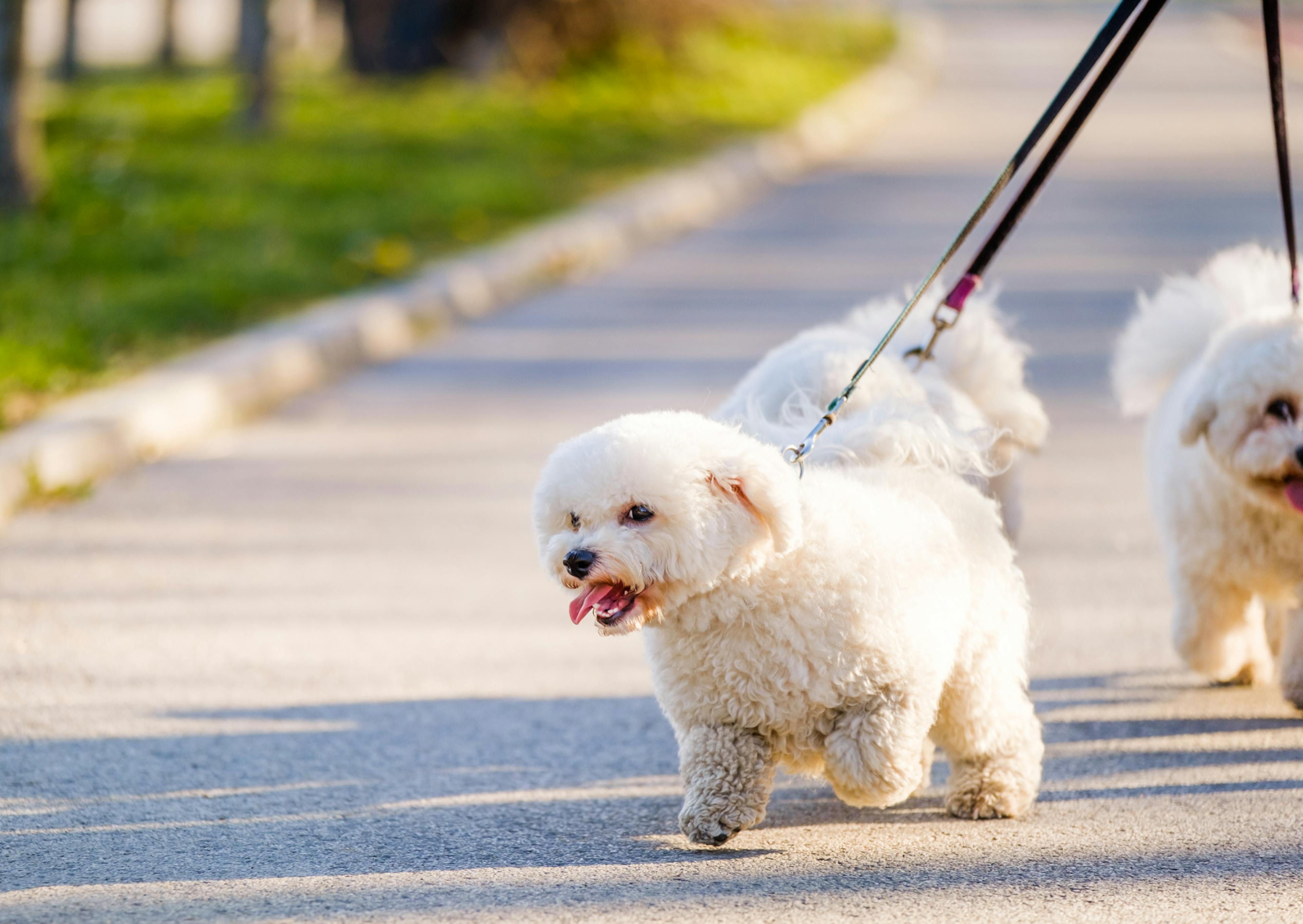 Bichon Frisé qui court et qui se fait promener par son maitre