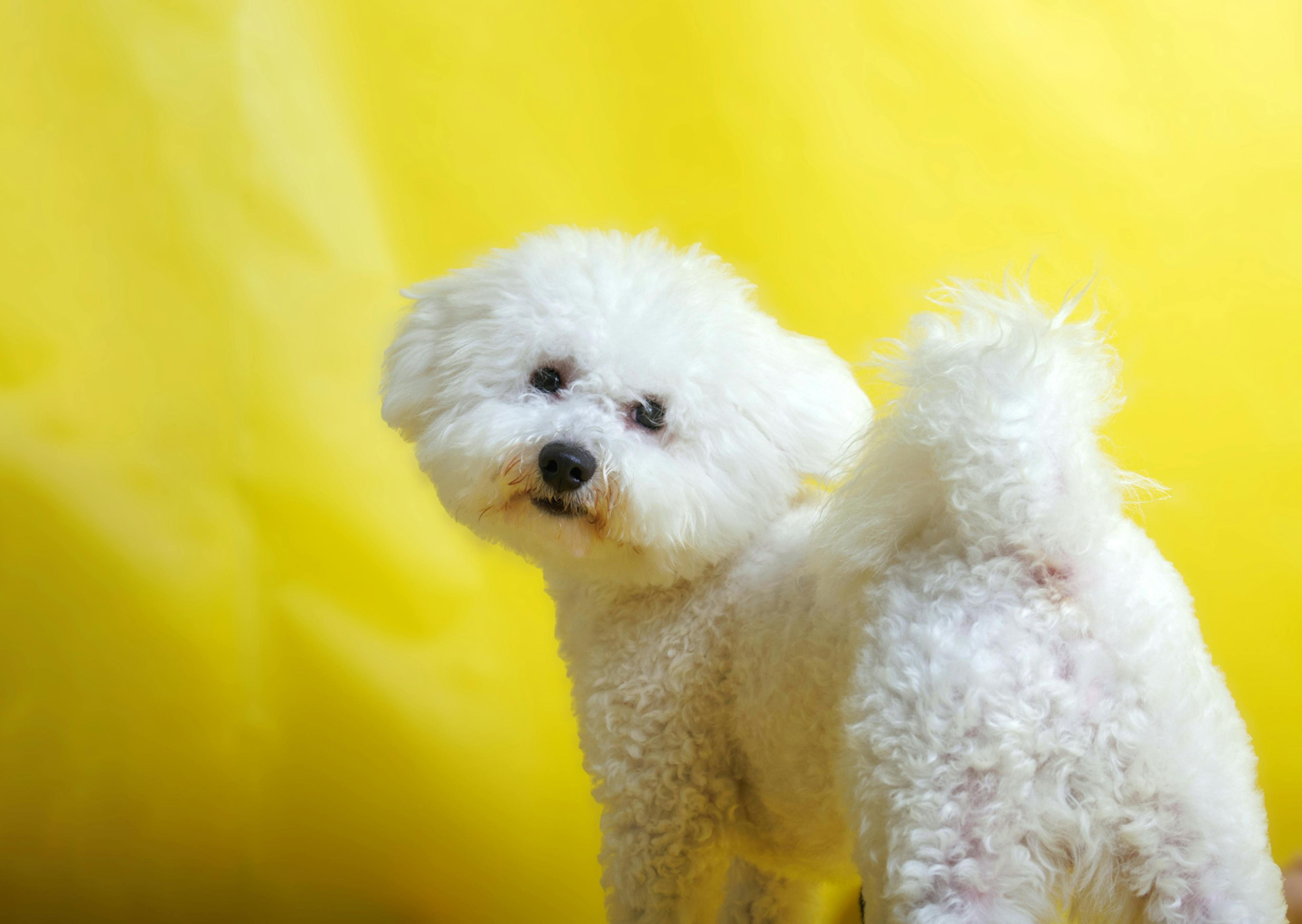 Bichon Frisé debout devant un fond jaune et qui regarde derrière lui