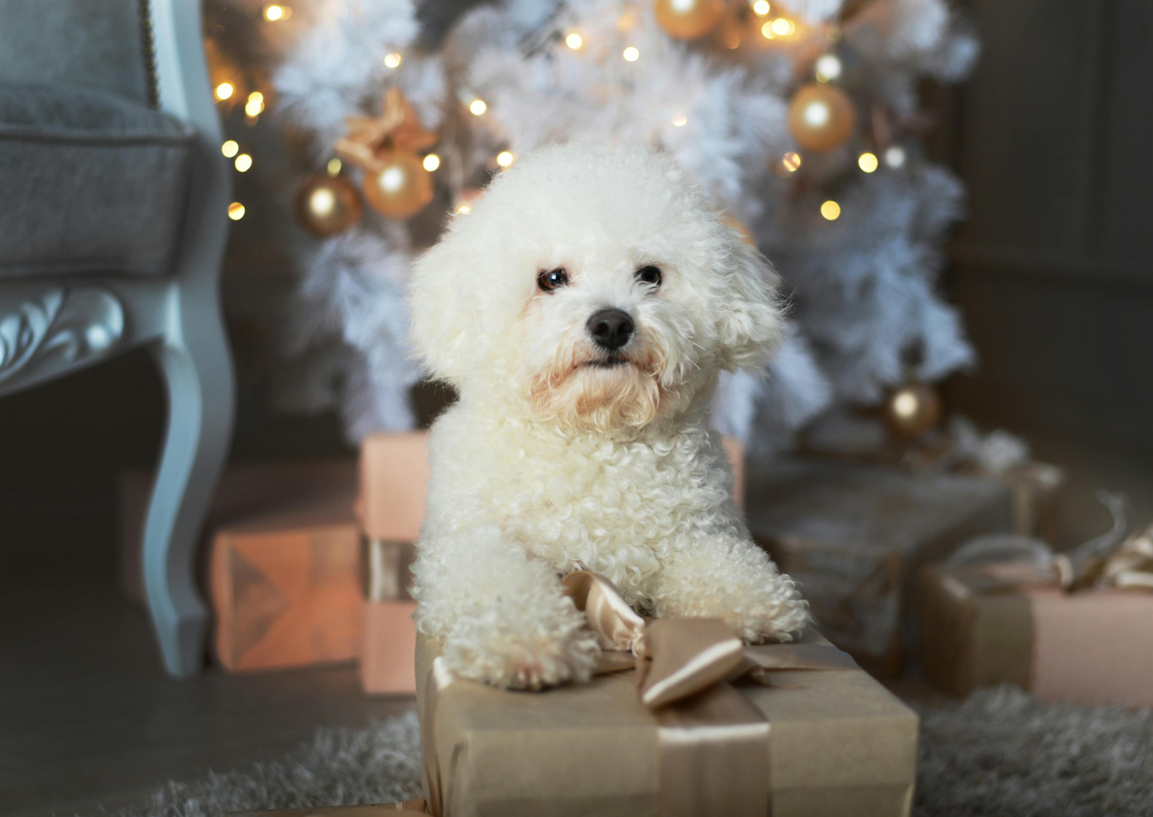 Bichon Frisé sur un cadeau de noël avec un sapin de noël lumineux derrière lui