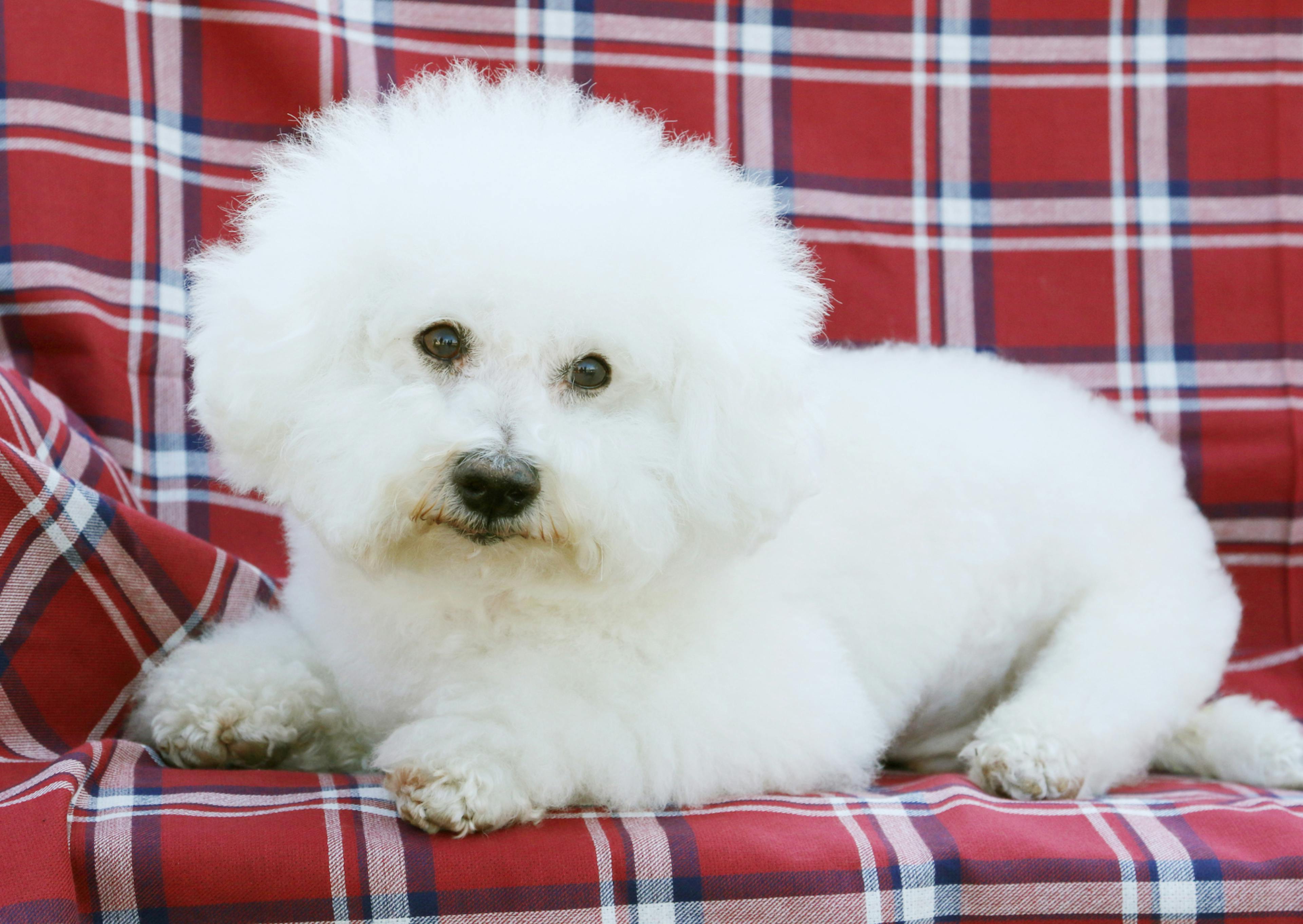 Bichon Frisé couché sur un canapé avec des motifs de carreaux rouges et blanc