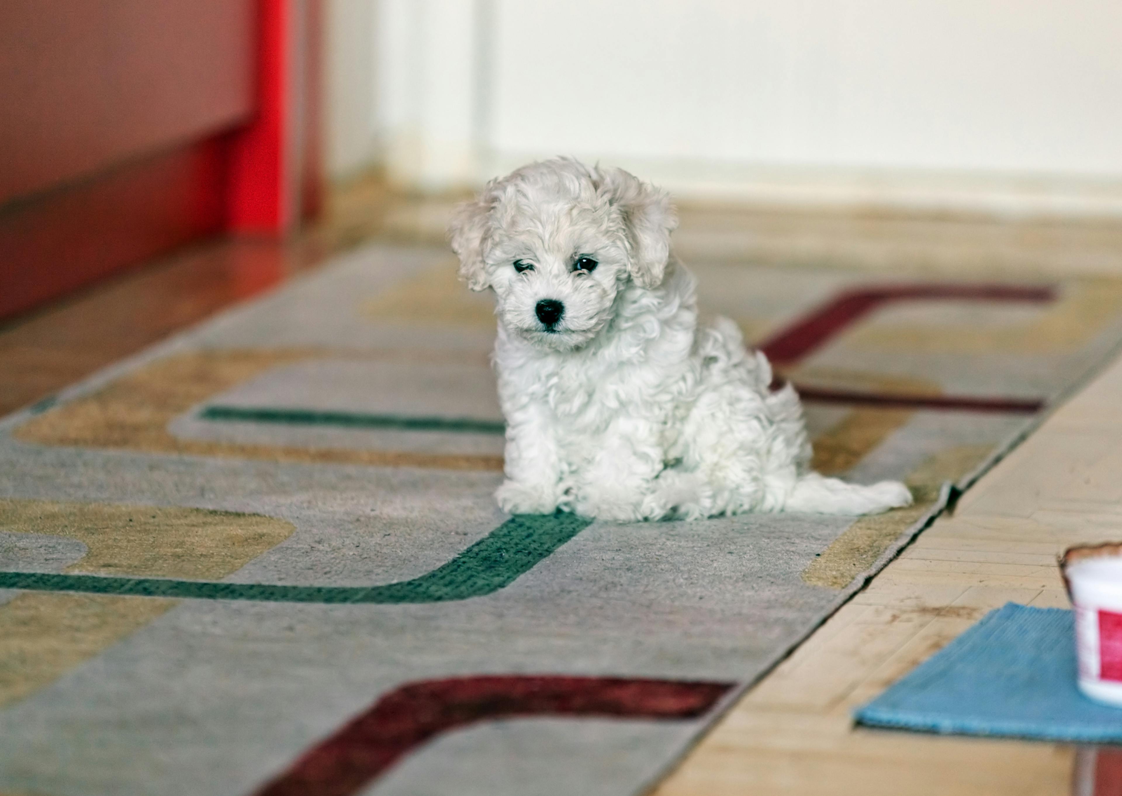 Bichon Frisé chiot assis sur un tapis coloré qui regarde vers le sol